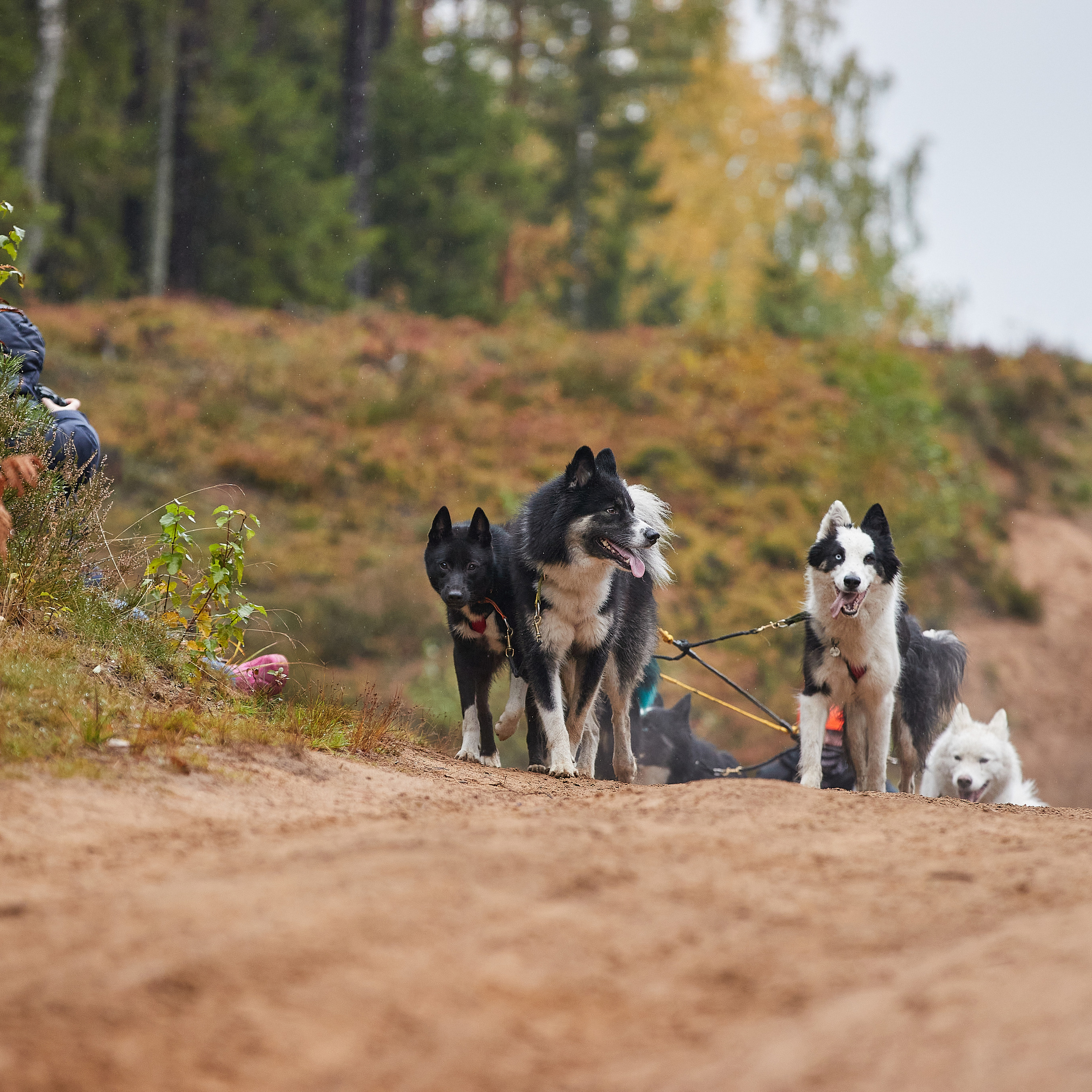 ЧЕМПИОНАТ РОССИИ РКФ 25–26 сентября 2021 г. ФОТОГРАФ-АНИМАЛИСТ l LANA POLYAKOVA