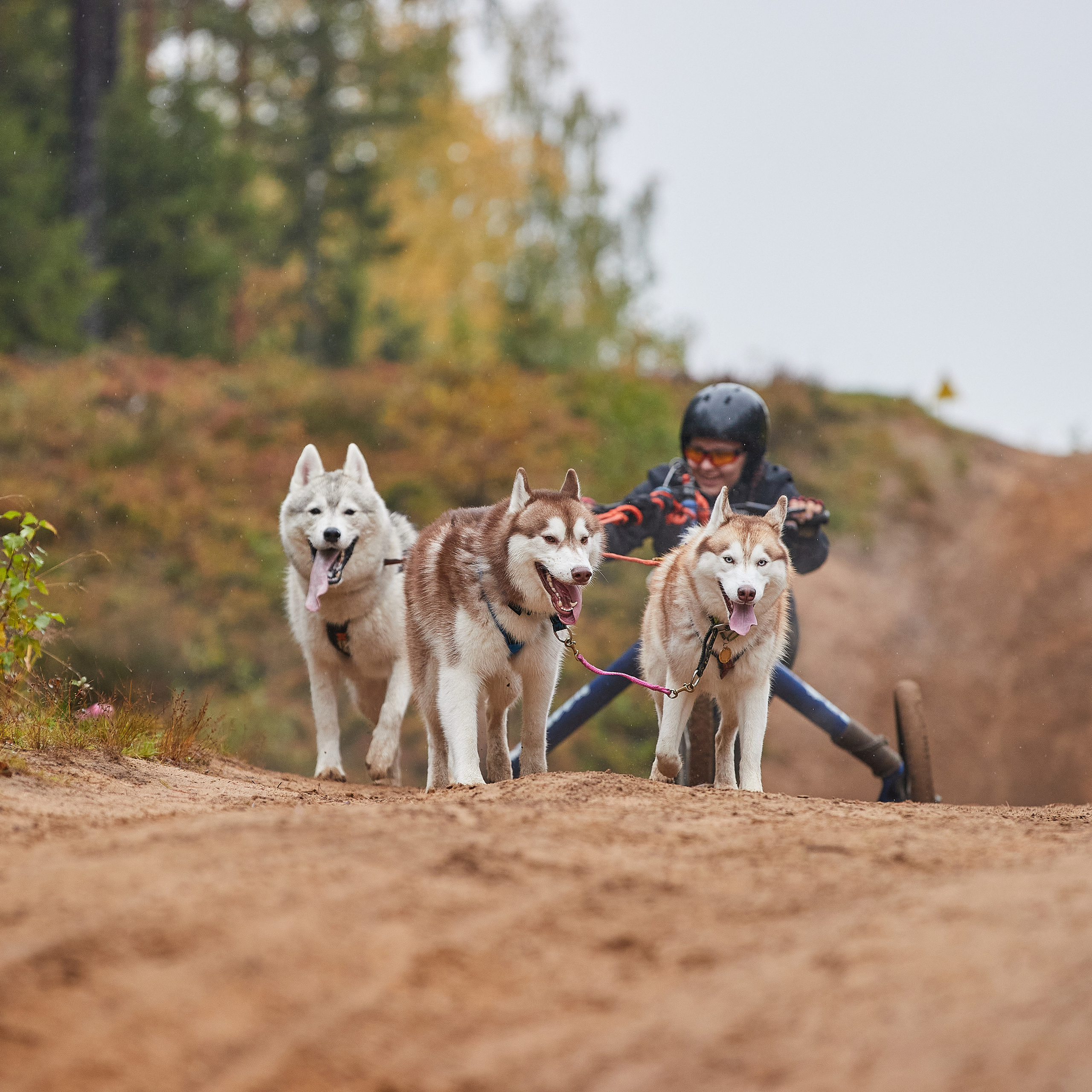 ЧЕМПИОНАТ РОССИИ РКФ 25–26 сентября 2021 г. ФОТОГРАФ-АНИМАЛИСТ l LANA POLYAKOVA