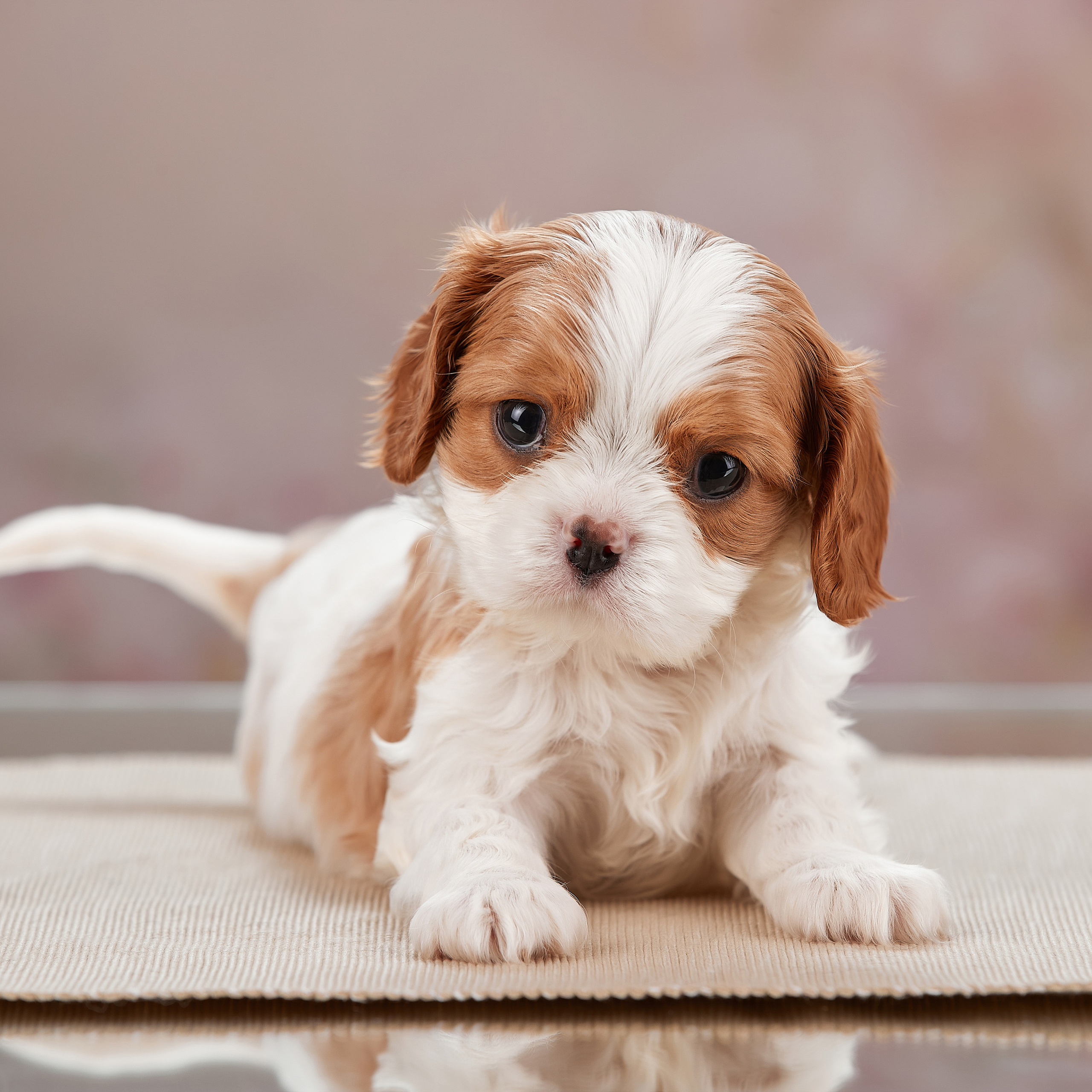 Домашняя фотосессия малышей кавалеров. ФОТОГРАФ-АНИМАЛИСТ l LANA POLYAKOVA