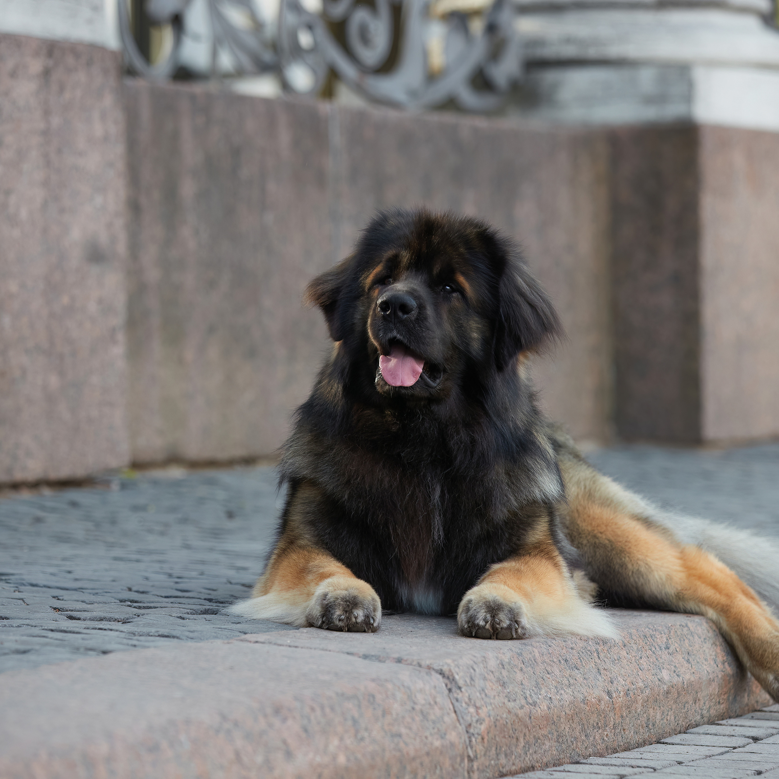 Леонбергеры в Санкт-Петербурге. ФОТОГРАФ-АНИМАЛИСТ l LANA POLYAKOVA