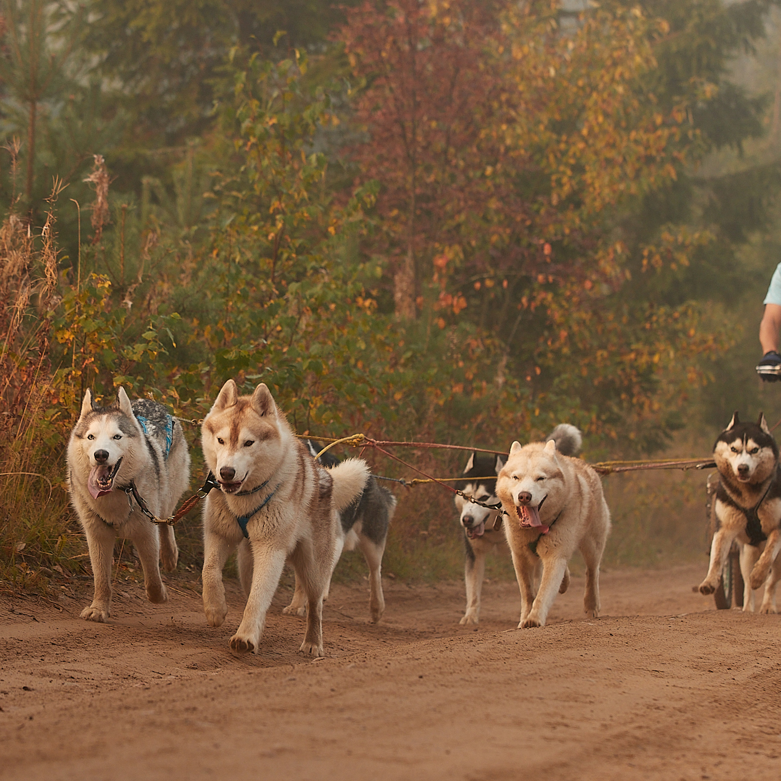 ЧЕМПИОНАТ РОССИИ РКФ 27 сентября 2020 г., 2й день. ФОТОГРАФ-АНИМАЛИСТ l LANA POLYAKOVA