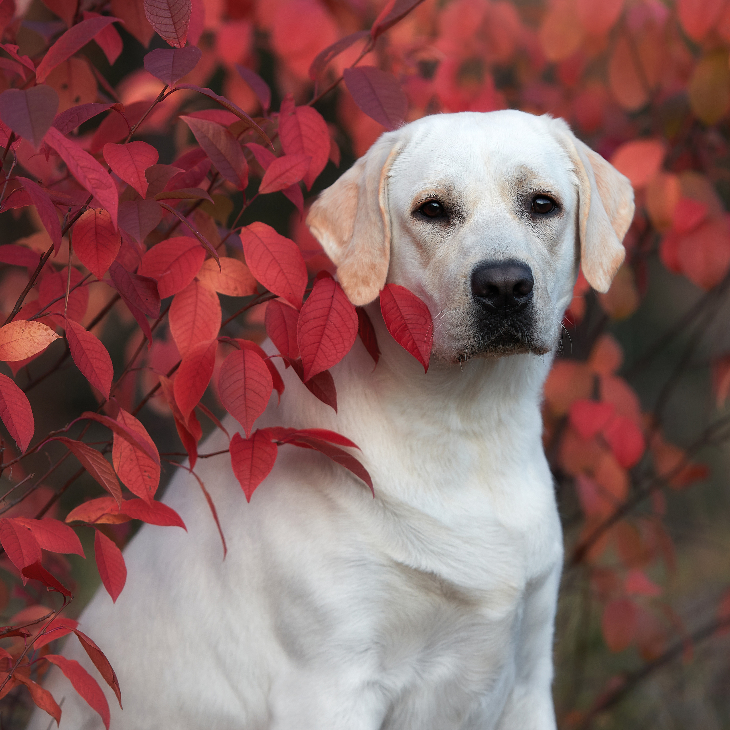 Путешествие к Байкалу. Фотосессии в Иркутске. ФОТОГРАФ-АНИМАЛИСТ l LANA POLYAKOVA