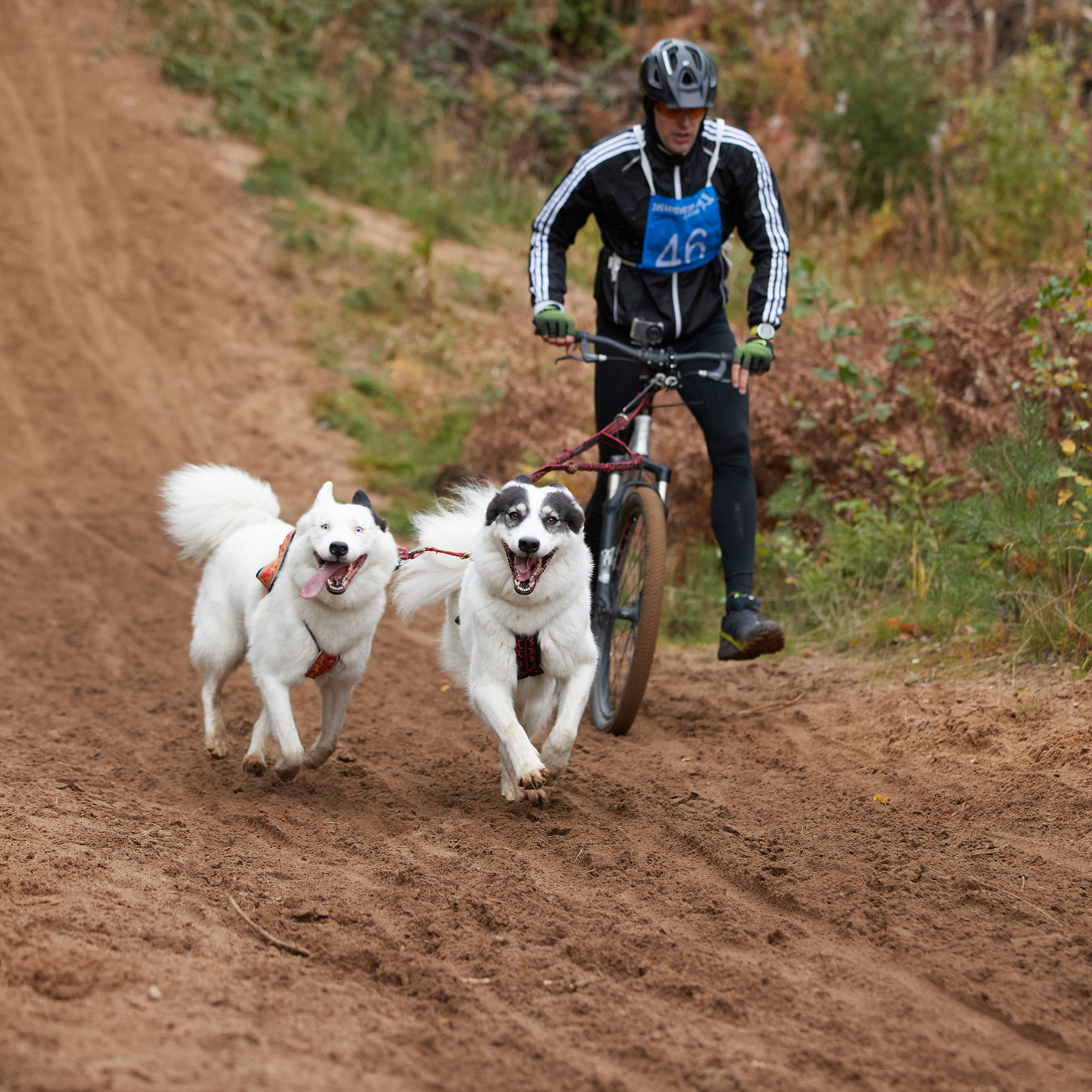 ЧЕМПИОНАТ РОССИИ РКФ 25–26 сентября 2021 г. ФОТОГРАФ-АНИМАЛИСТ l LANA POLYAKOVA