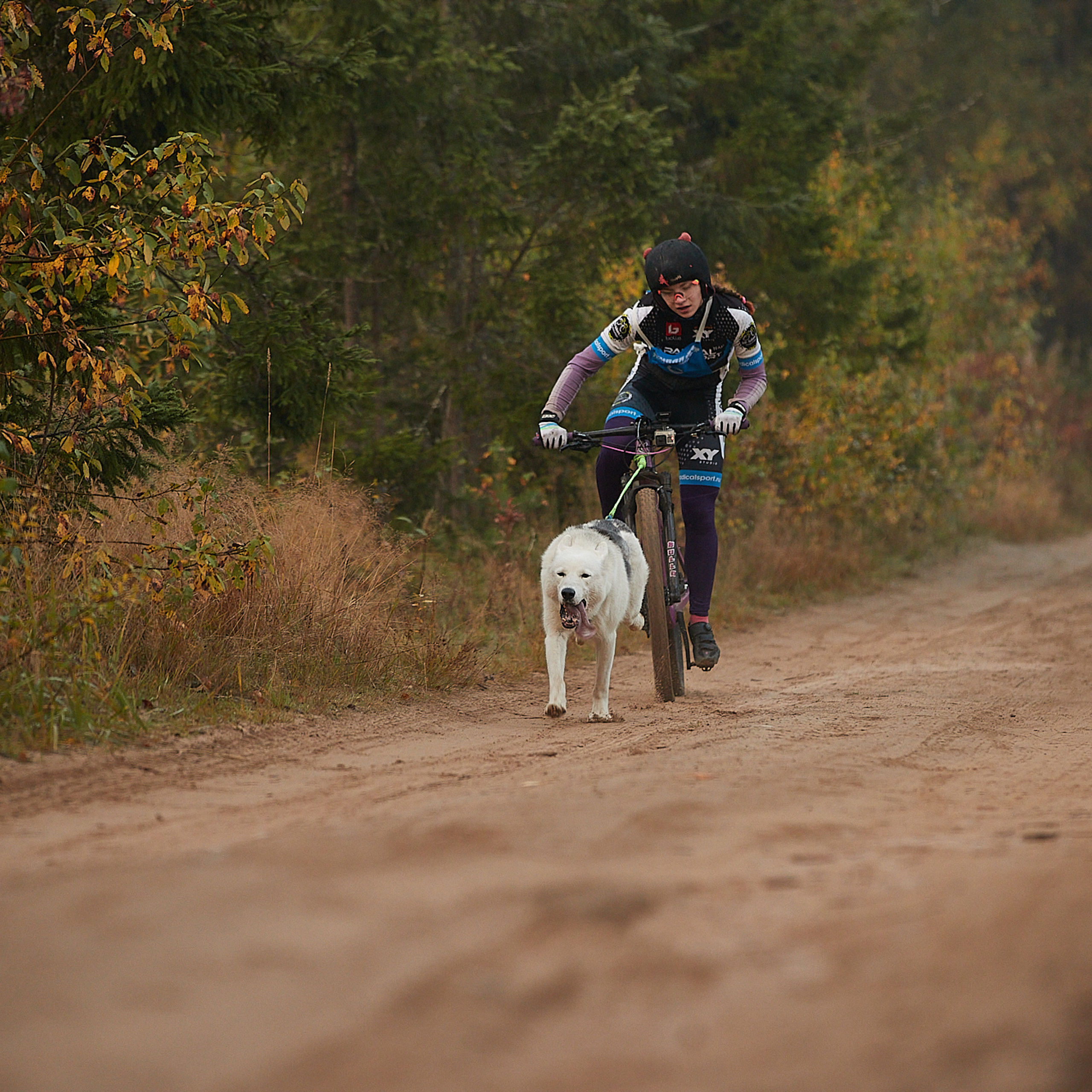 ЧЕМПИОНАТ РОССИИ РКФ 27 сентября 2020 г., 2й день. ФОТОГРАФ-АНИМАЛИСТ l LANA POLYAKOVA