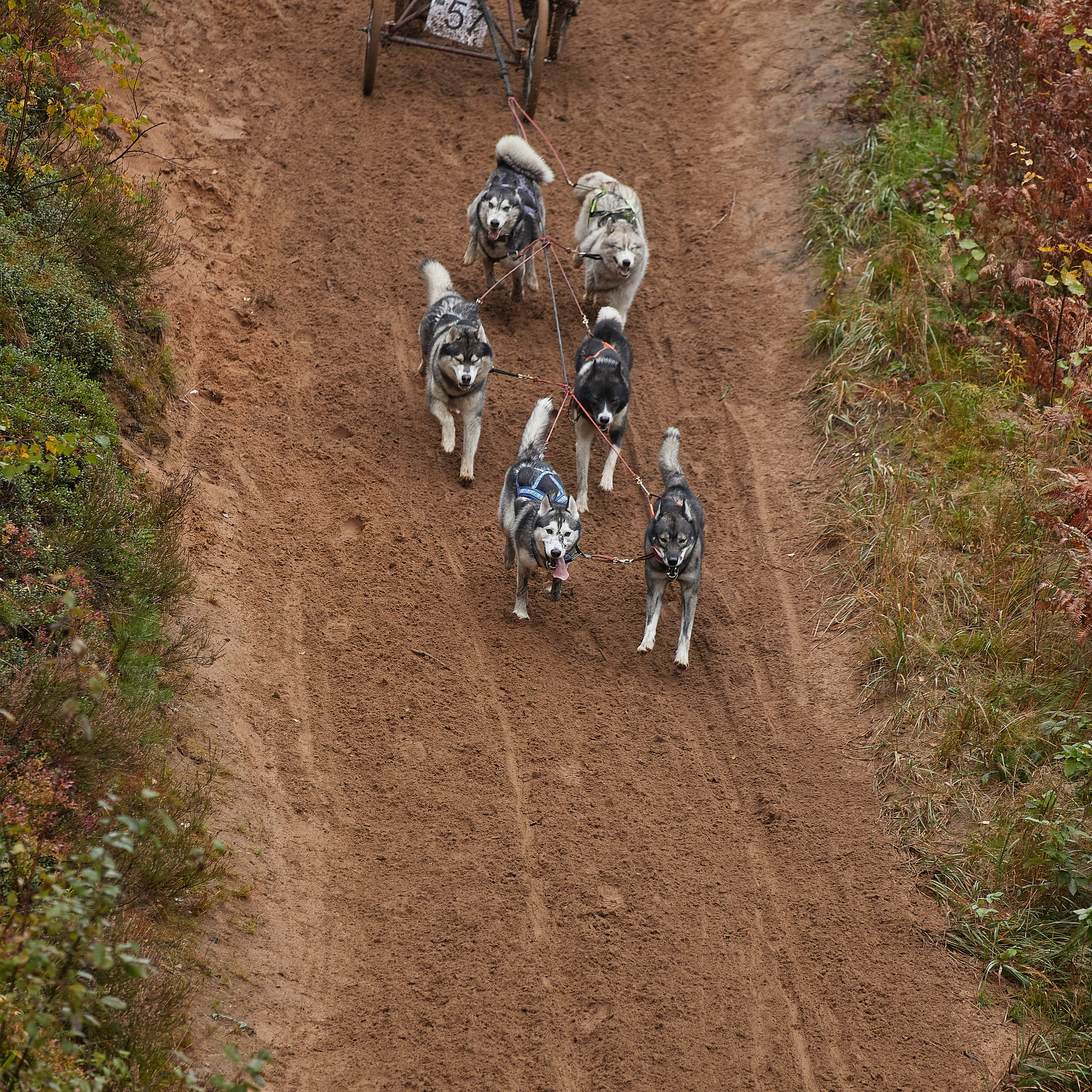 ЧЕМПИОНАТ РОССИИ РКФ 25–26 сентября 2021 г. ФОТОГРАФ-АНИМАЛИСТ l LANA POLYAKOVA