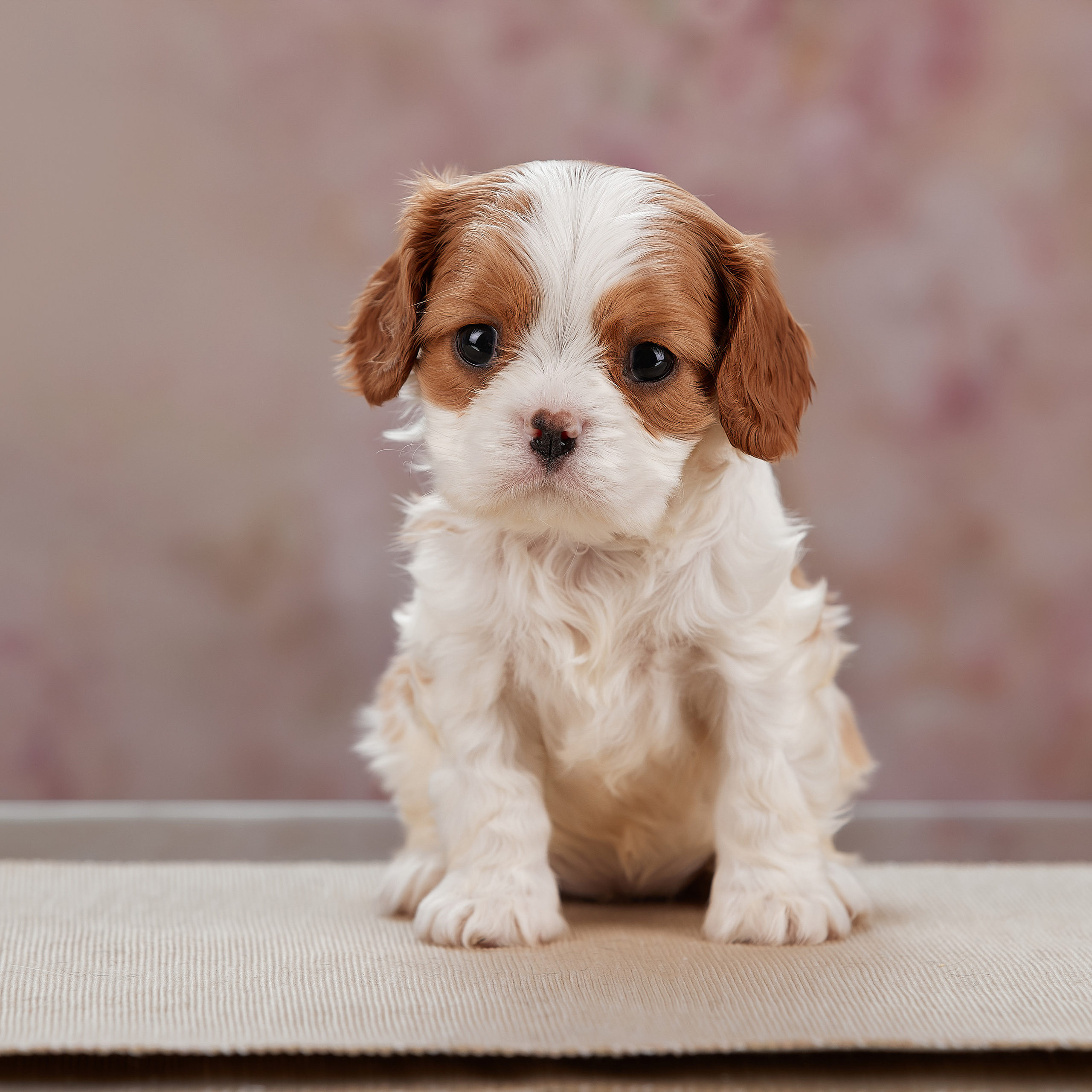 Домашняя фотосессия малышей кавалеров. ФОТОГРАФ-АНИМАЛИСТ l LANA POLYAKOVA