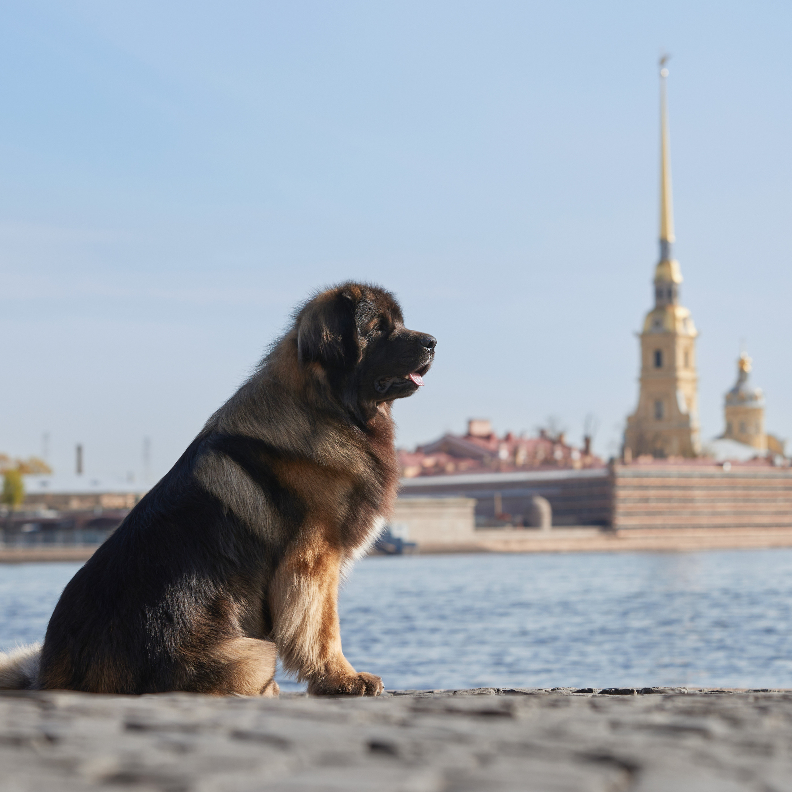 Леонбергеры в Санкт-Петербурге. ФОТОГРАФ-АНИМАЛИСТ l LANA POLYAKOVA