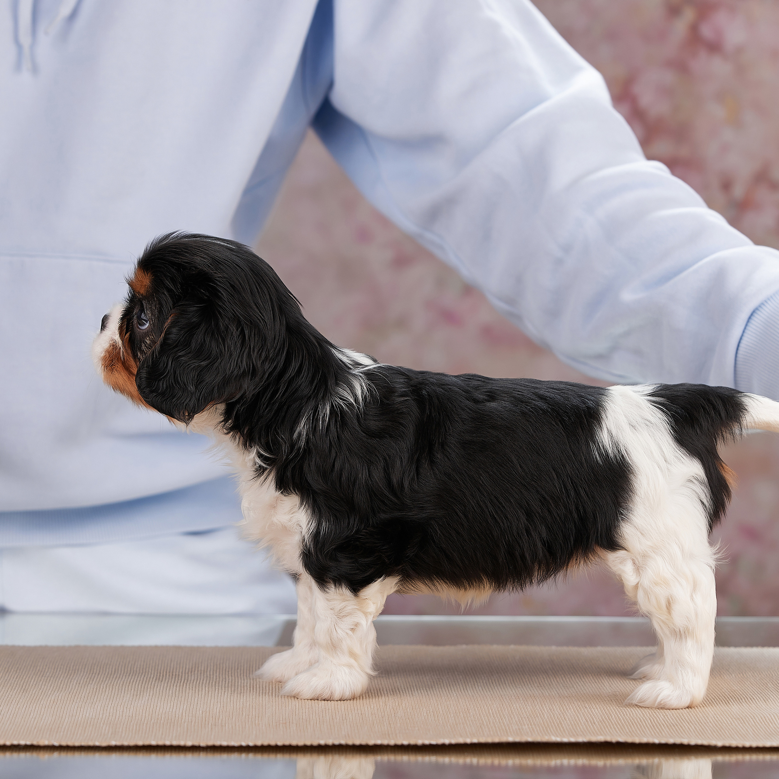 Домашняя фотосессия малышей кавалеров. ФОТОГРАФ-АНИМАЛИСТ l LANA POLYAKOVA