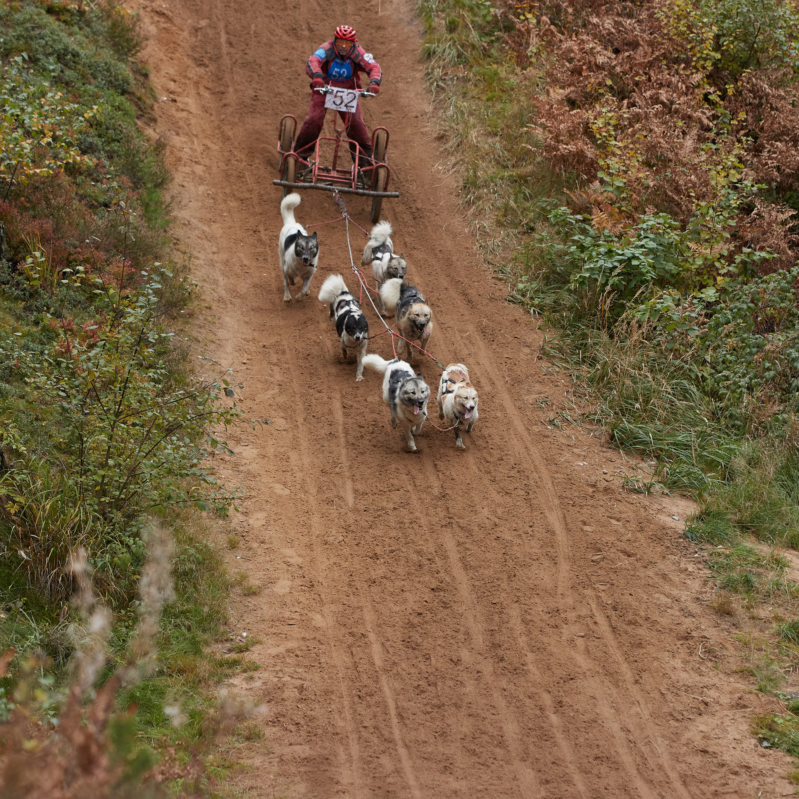 ЧЕМПИОНАТ РОССИИ РКФ 25–26 сентября 2021 г. ФОТОГРАФ-АНИМАЛИСТ l LANA POLYAKOVA