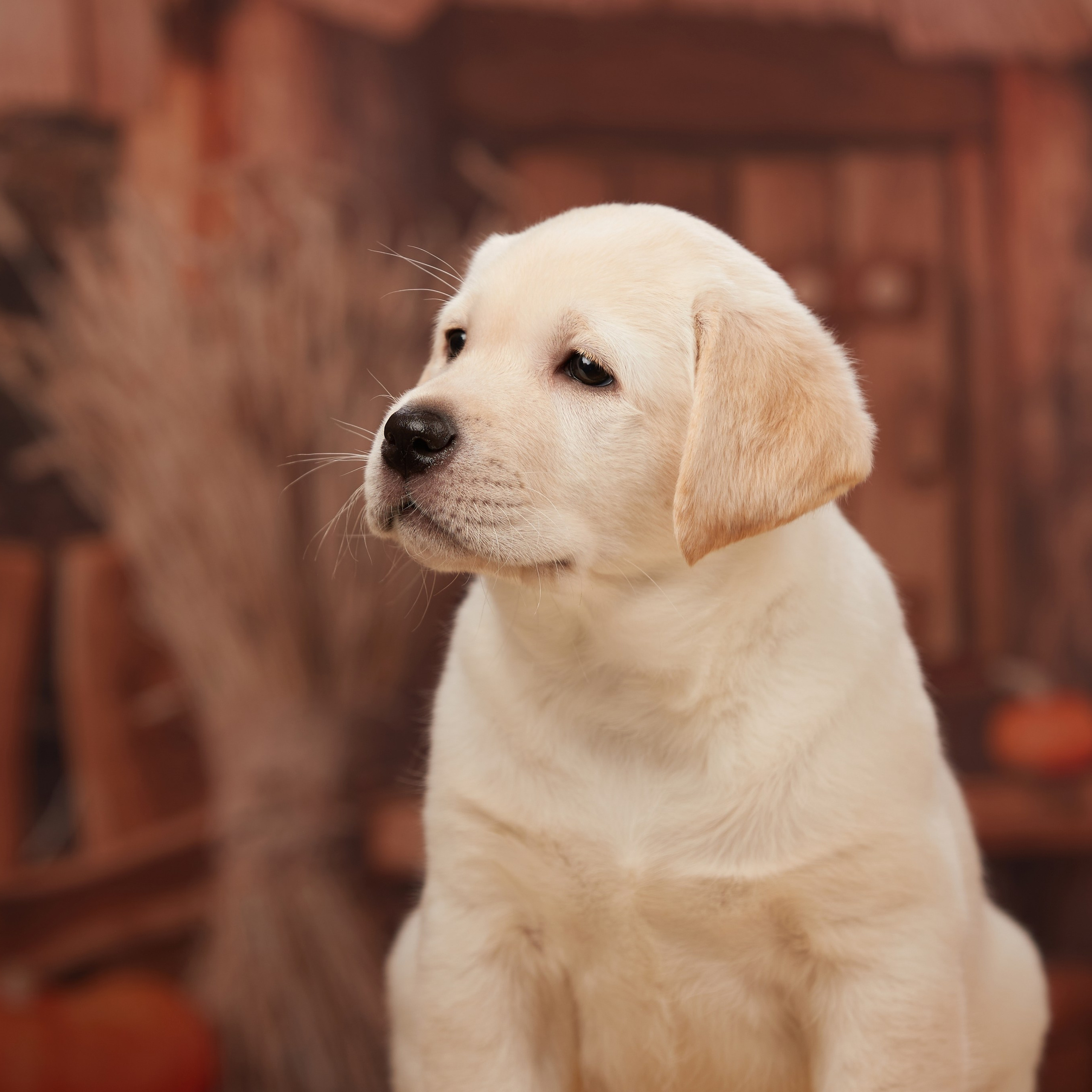 🍁Осенний лялькопад 🍁. ФОТОГРАФ-АНИМАЛИСТ l LANA POLYAKOVA