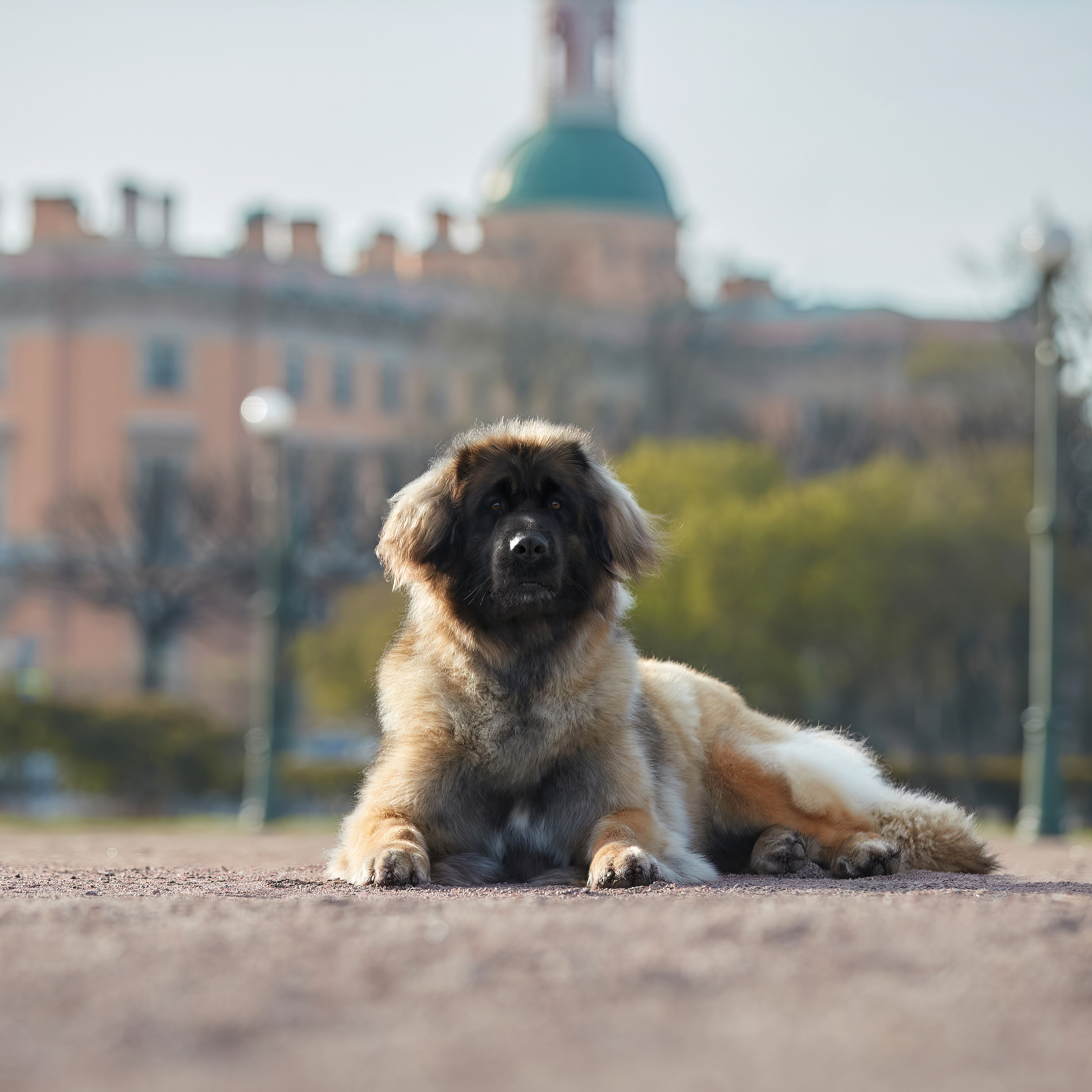 Леонбергеры в Санкт-Петербурге. ФОТОГРАФ-АНИМАЛИСТ l LANA POLYAKOVA