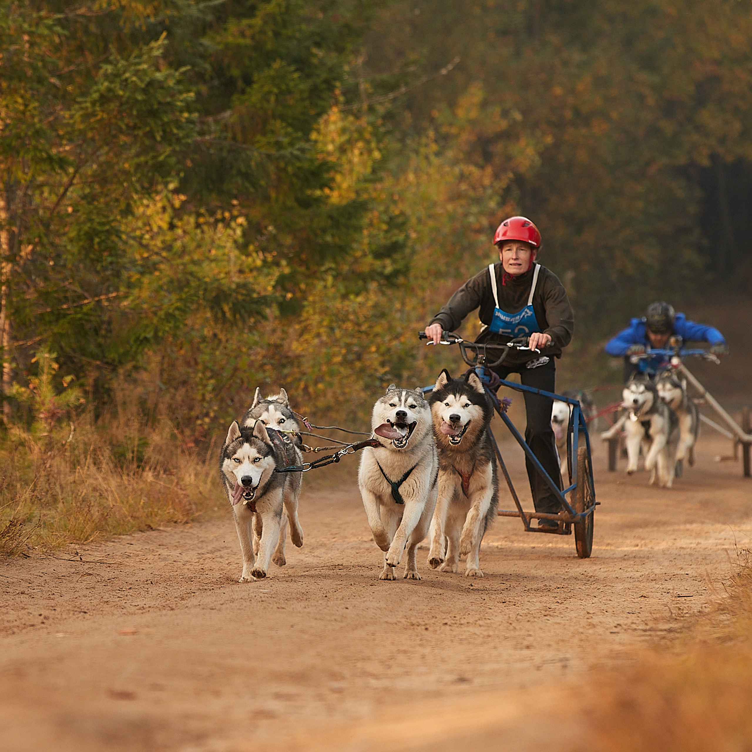 ЧЕМПИОНАТ РОССИИ РКФ 27 сентября 2020 г., 2й день. ФОТОГРАФ-АНИМАЛИСТ l LANA POLYAKOVA