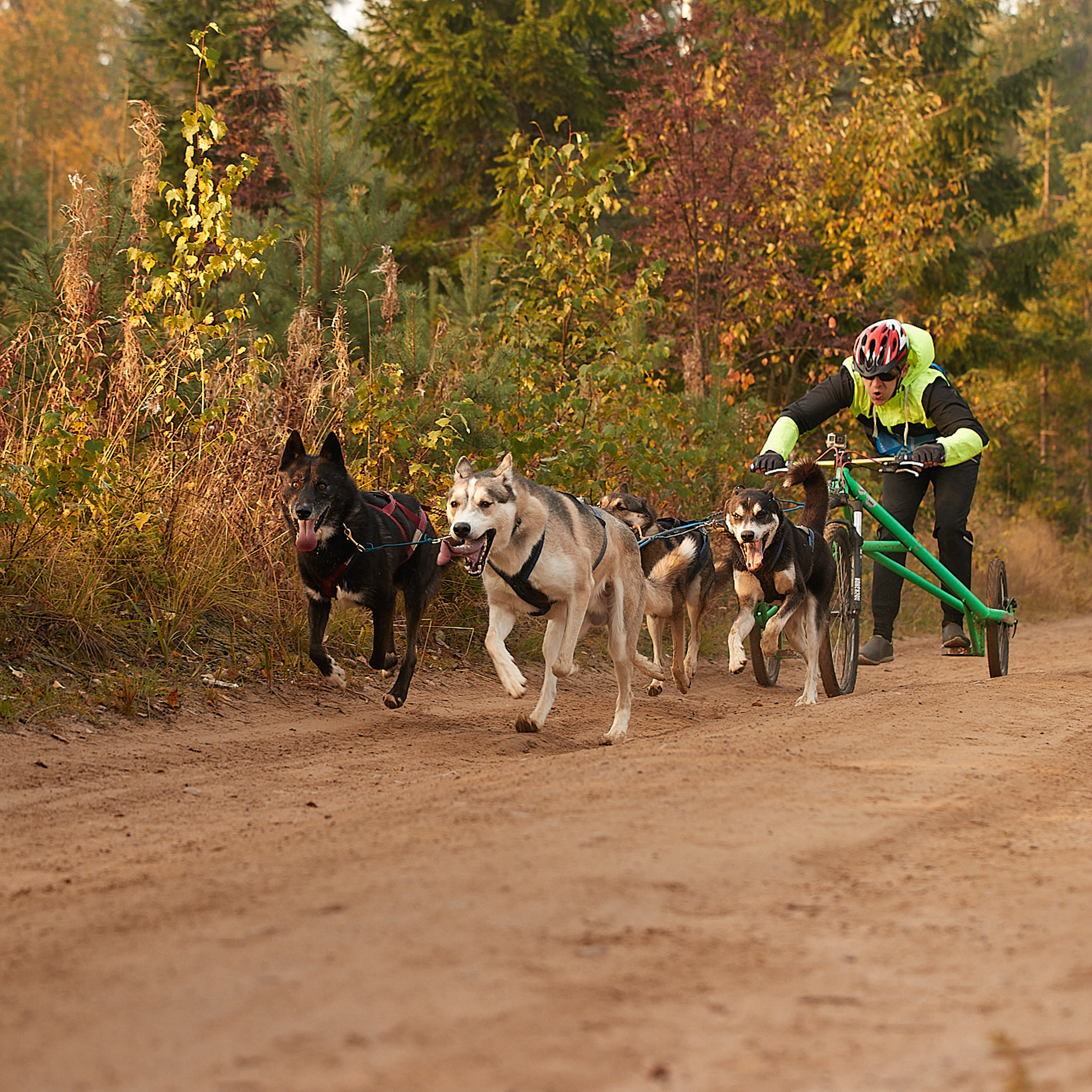 ЧЕМПИОНАТ РОССИИ РКФ 27 сентября 2020 г., 2й день. ФОТОГРАФ-АНИМАЛИСТ l LANA POLYAKOVA