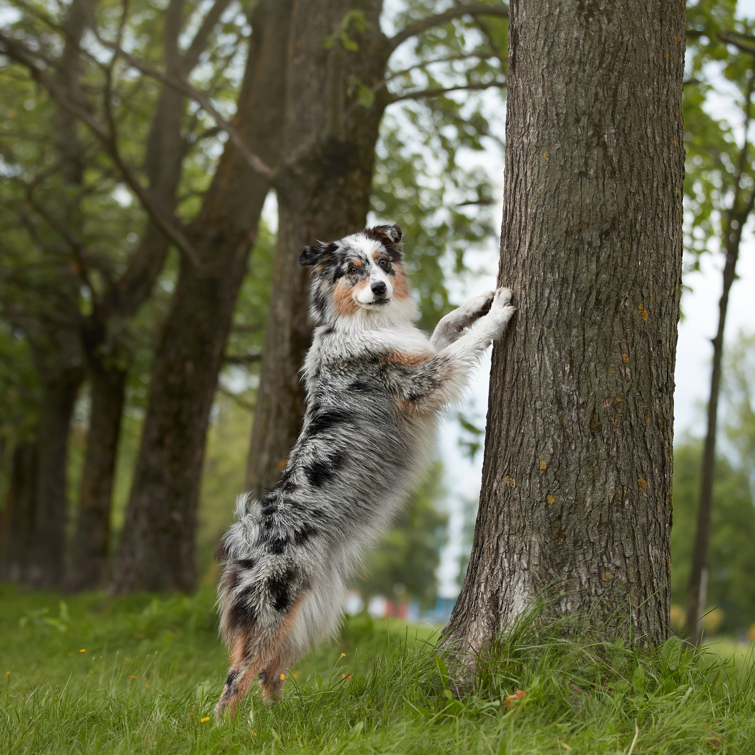 Айза на фотопрогулке. ФОТОГРАФ-АНИМАЛИСТ l LANA POLYAKOVA