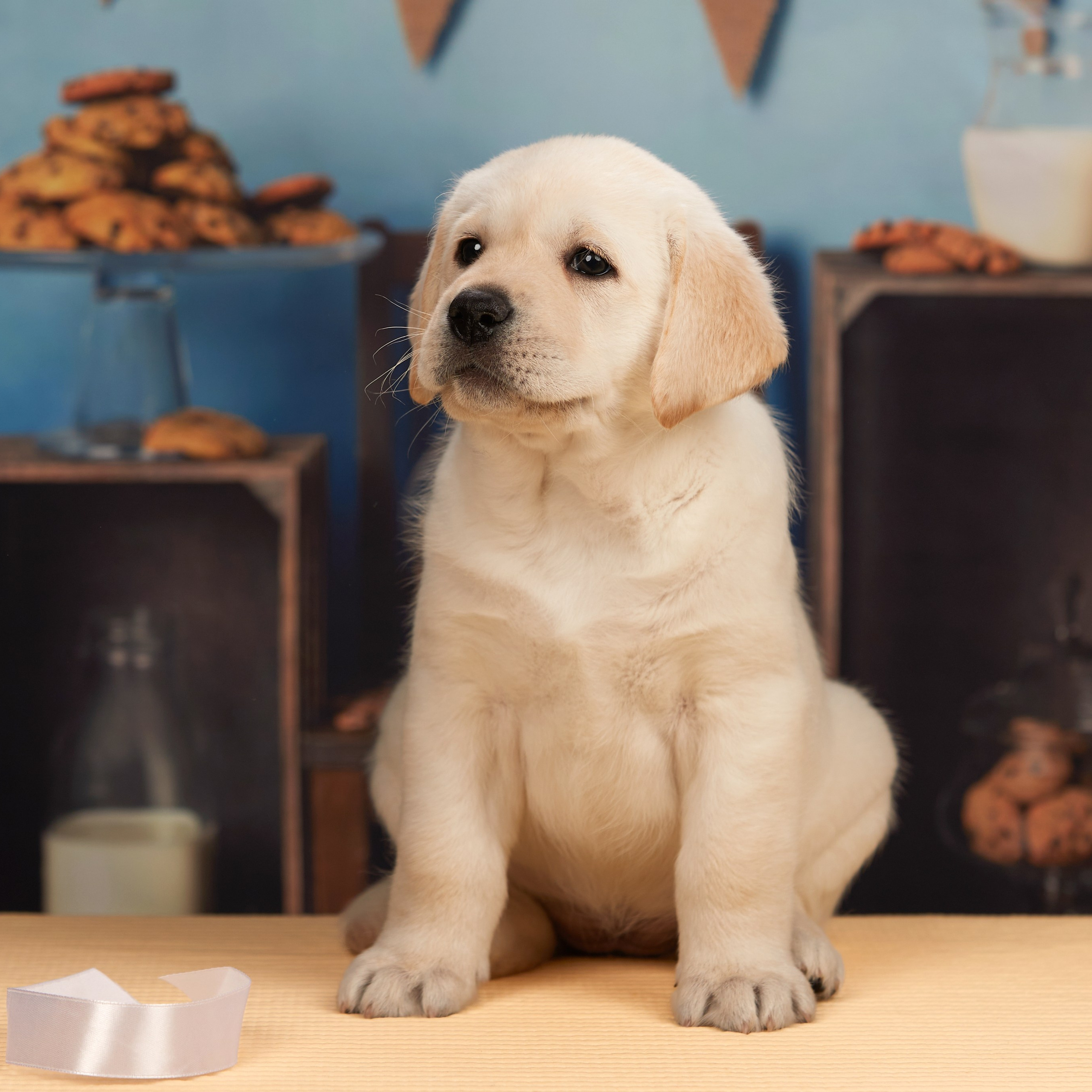 🍁Осенний лялькопад 🍁. ФОТОГРАФ-АНИМАЛИСТ l LANA POLYAKOVA
