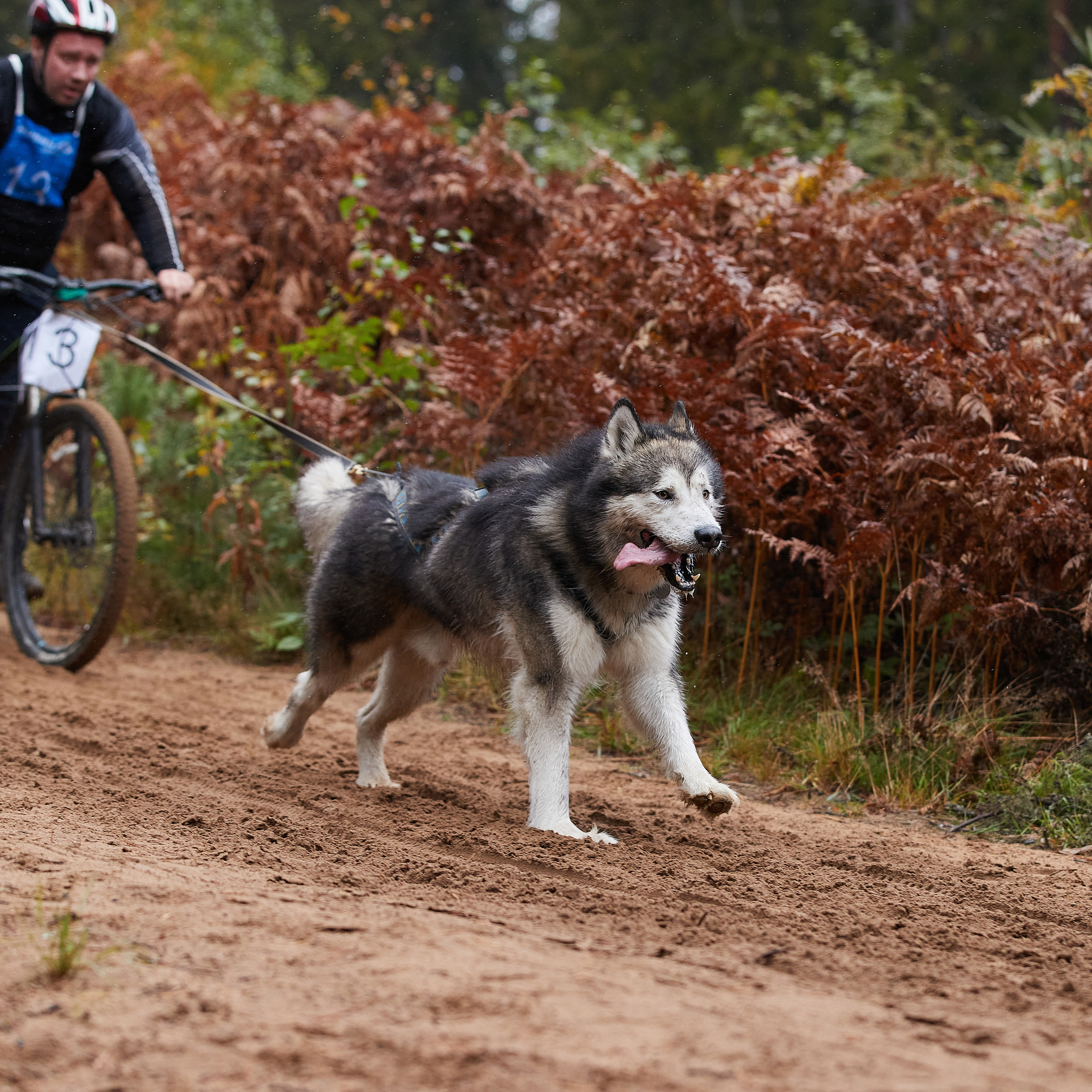 ЧЕМПИОНАТ РОССИИ РКФ 25–26 сентября 2021 г. ФОТОГРАФ-АНИМАЛИСТ l LANA POLYAKOVA