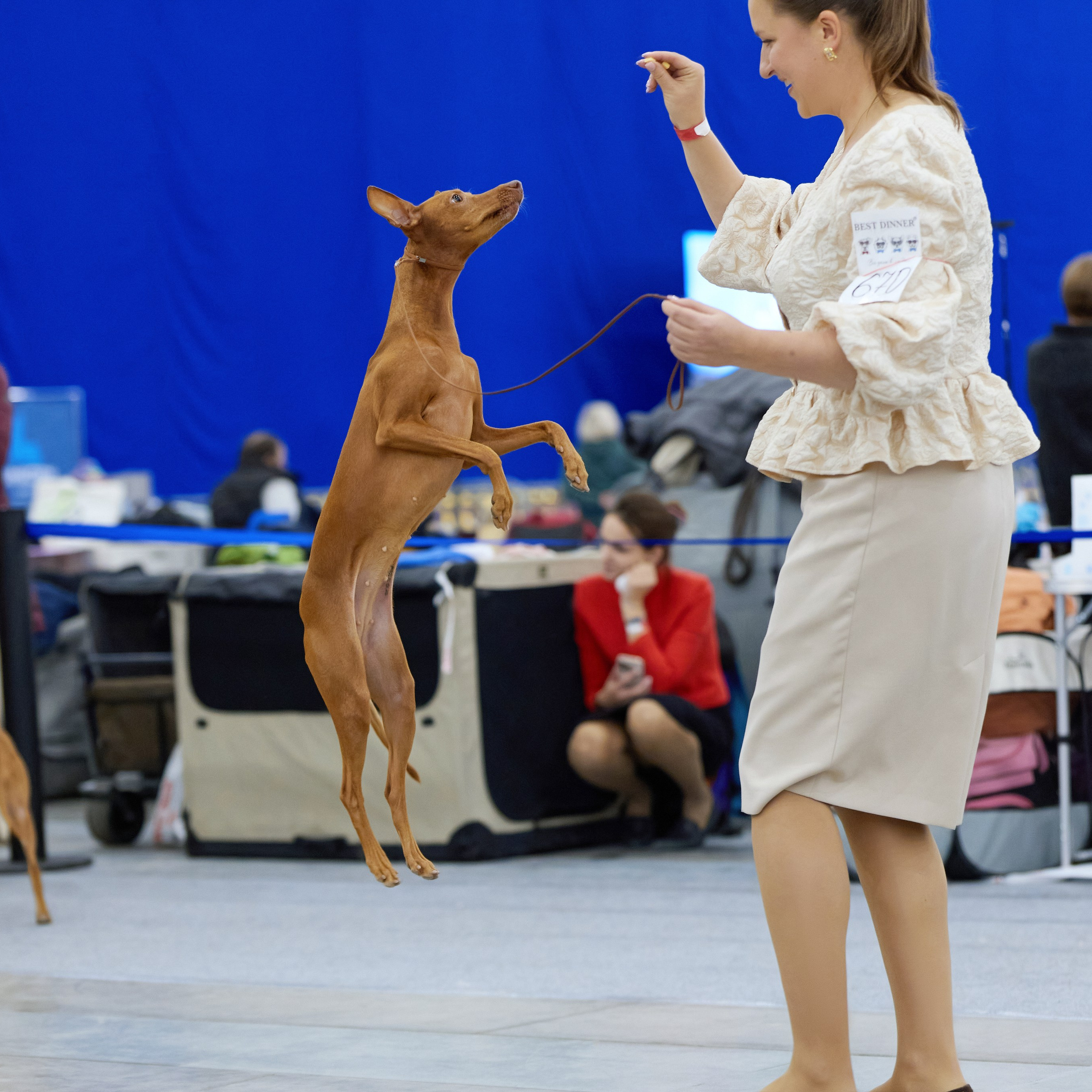 ВЫСТАВКА СОБАК С ОСОБЫМ СТАТУСОМ «НЕВСКИЙ ПОБЕДИТЕЛЬ» 12-13-14.12.2025. ФОТОГРАФ-АНИМАЛИСТ l LANA POLYAKOVA