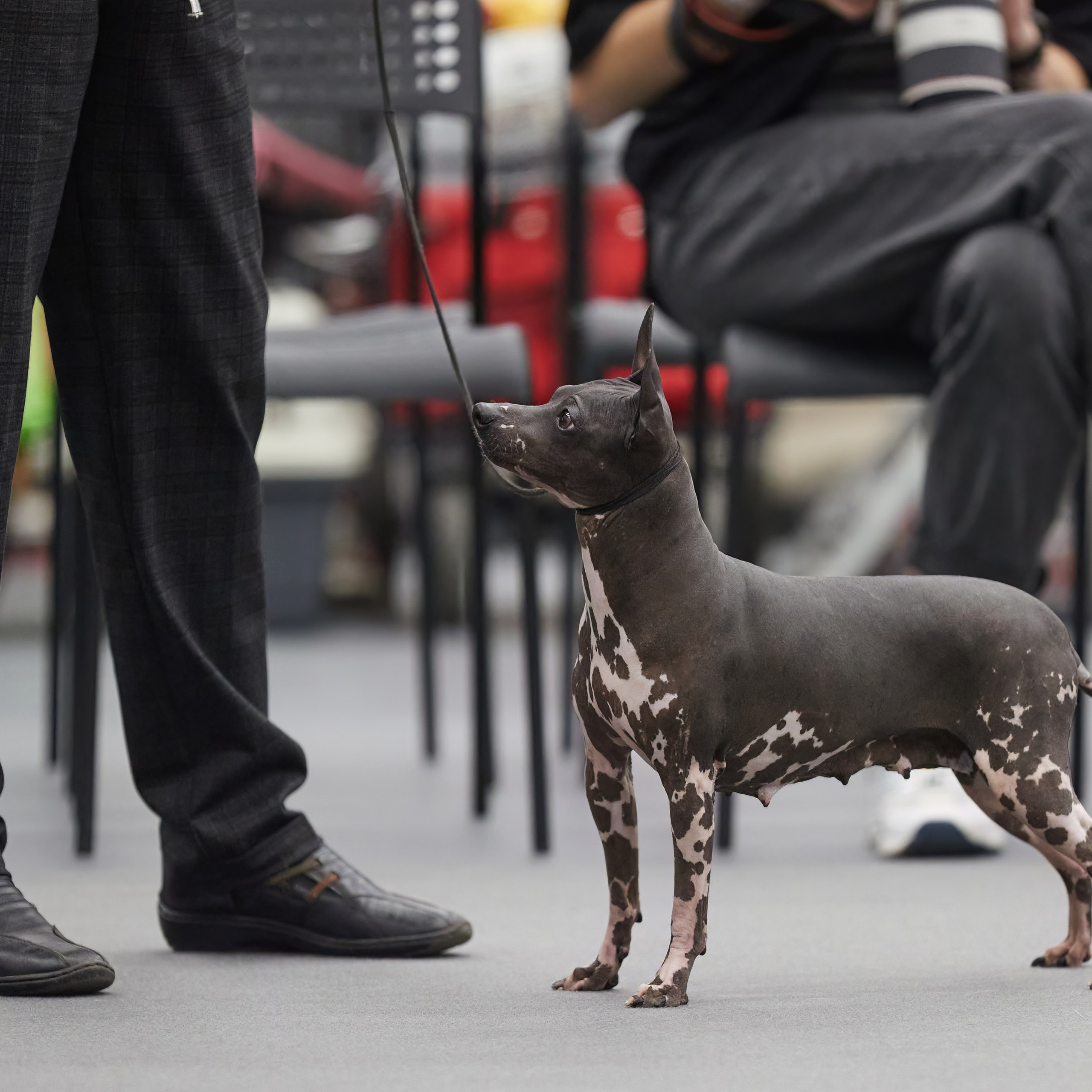 «СЕЗОН В НИЖНЕМ» НИЖНИЙ НОВГОРОД-2024. ФОТОГРАФ-АНИМАЛИСТ l LANA POLYAKOVA