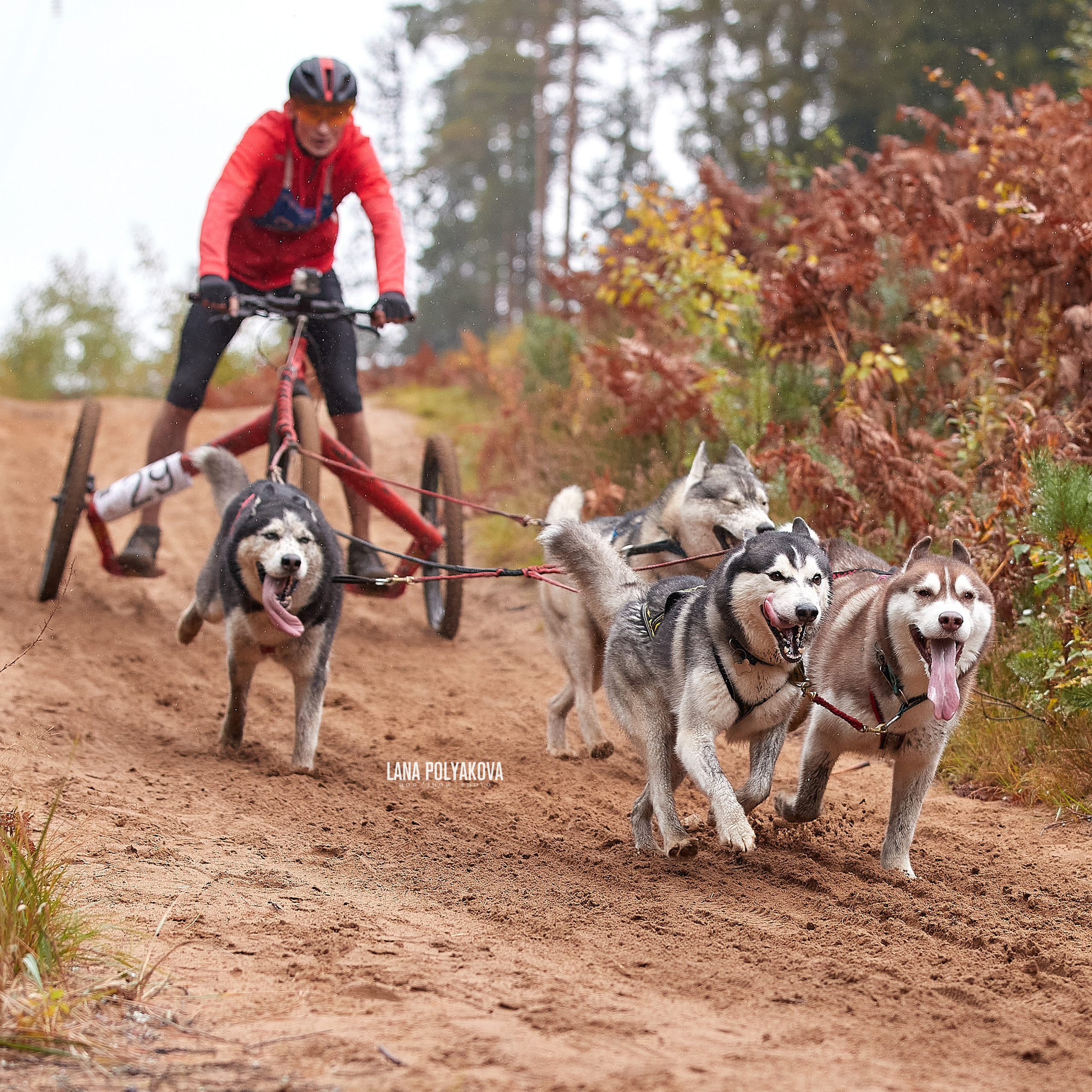 ЧЕМПИОНАТ РОССИИ РКФ 25–26 сентября 2021 г. ФОТОГРАФ-АНИМАЛИСТ l LANA POLYAKOVA