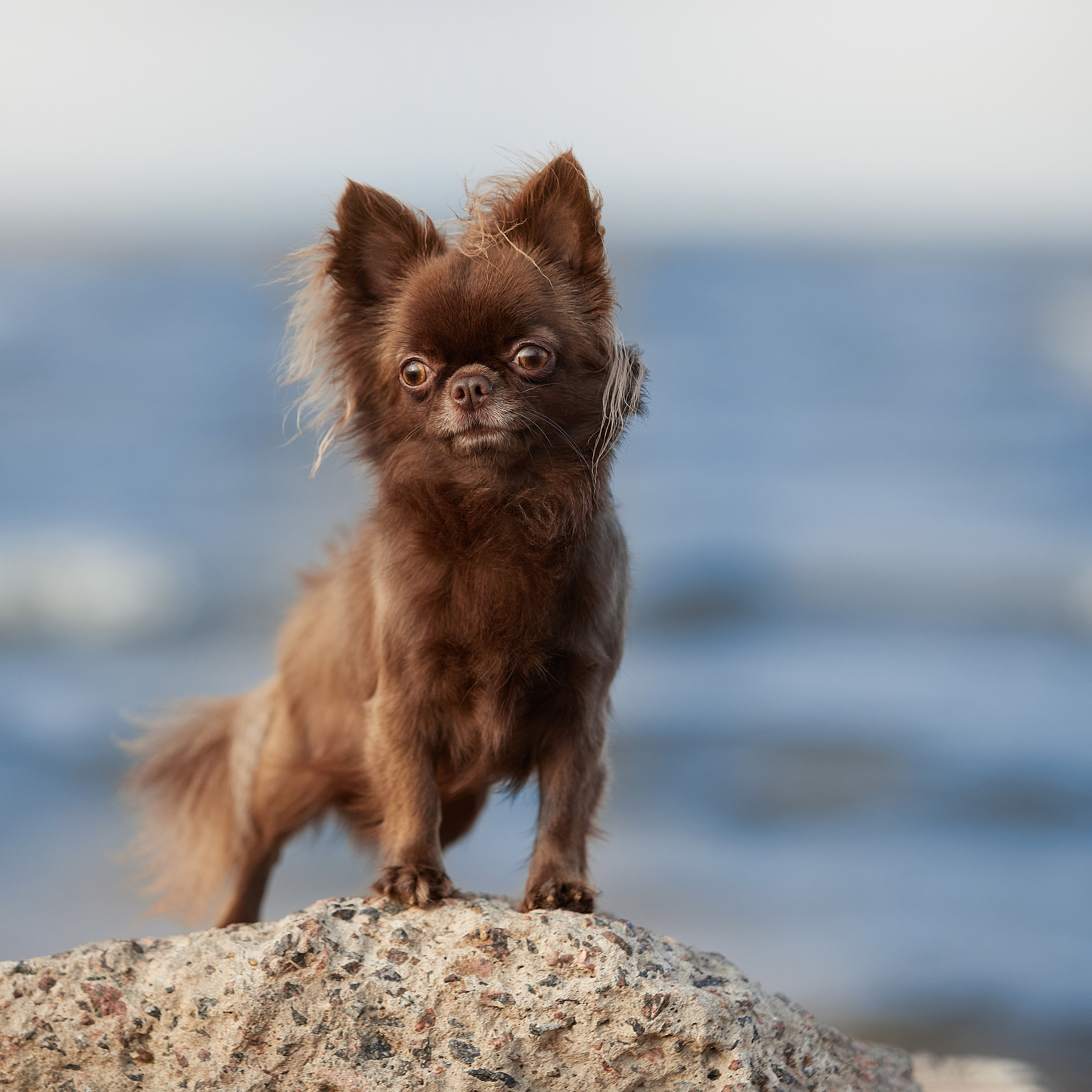 Ярик и компания. Фотопрогулка чихуа. ФОТОГРАФ-АНИМАЛИСТ l LANA POLYAKOVA