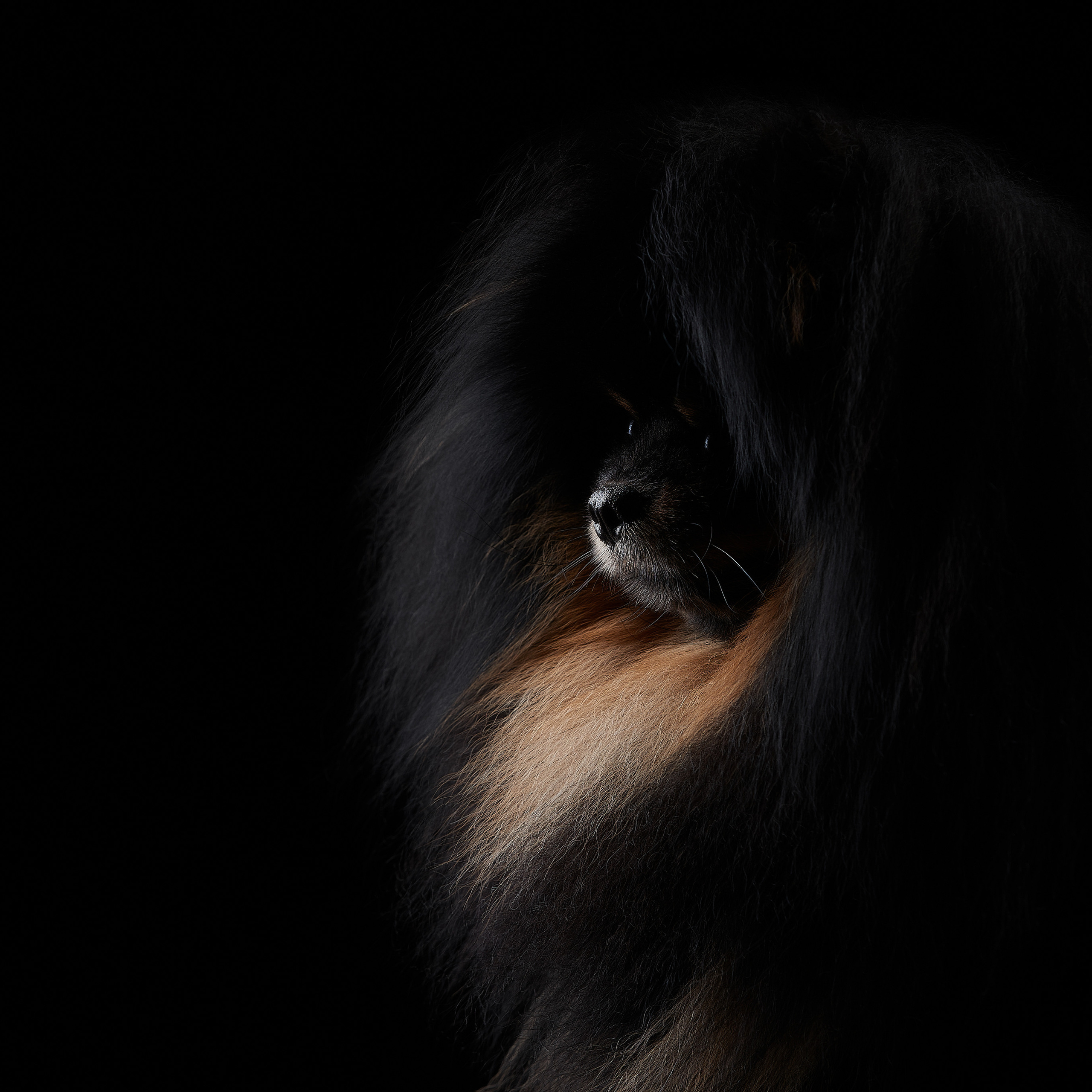 Черное на черном. ФОТОГРАФ-АНИМАЛИСТ l LANA POLYAKOVA