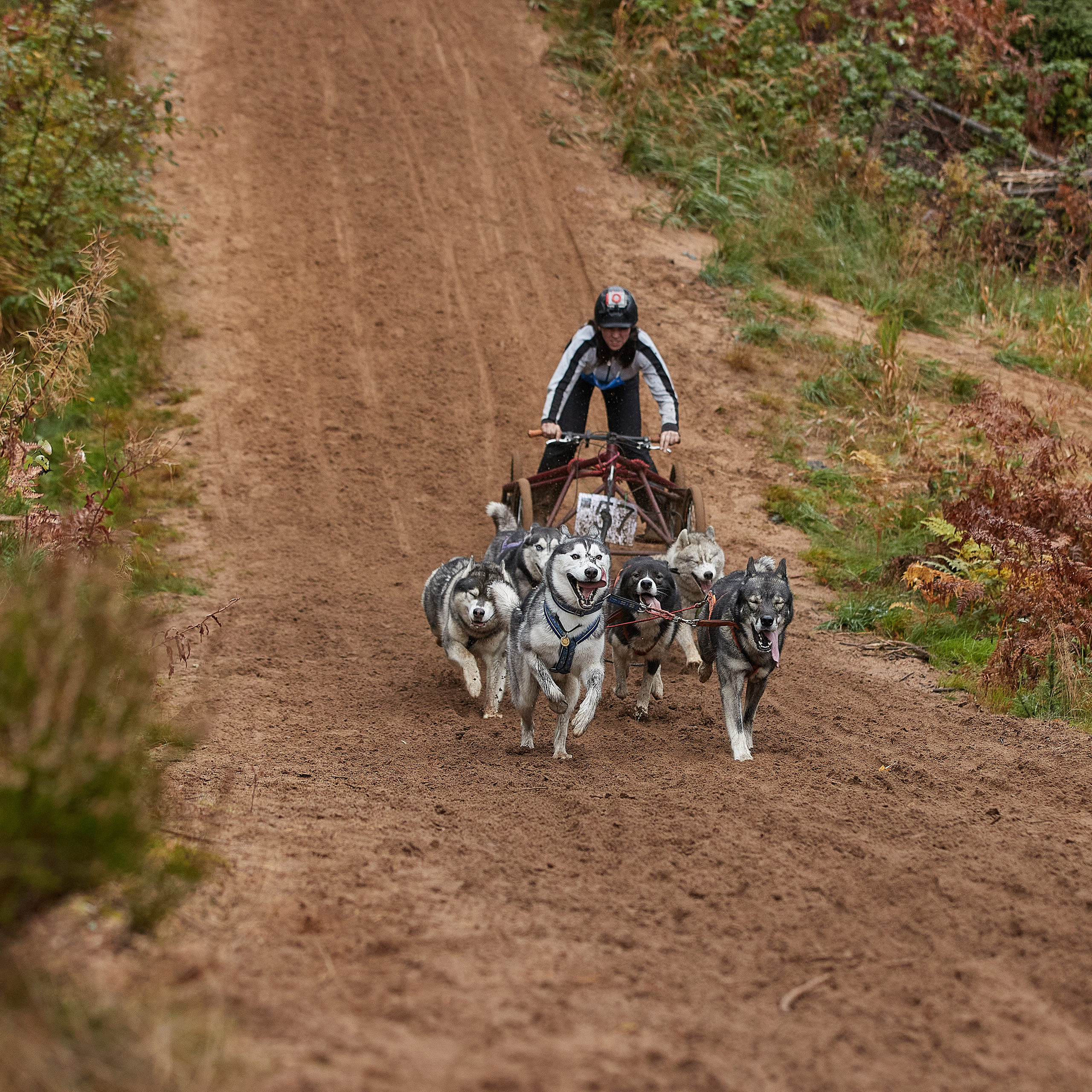 ЧЕМПИОНАТ РОССИИ РКФ 25–26 сентября 2021 г. ФОТОГРАФ-АНИМАЛИСТ l LANA POLYAKOVA