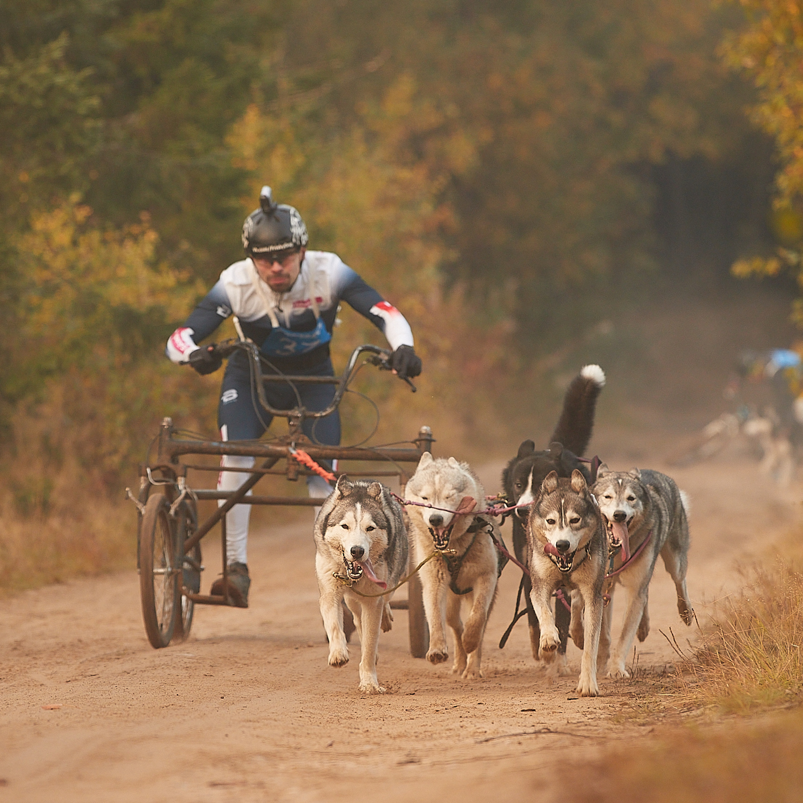 ЧЕМПИОНАТ РОССИИ РКФ 27 сентября 2020 г., 2й день. ФОТОГРАФ-АНИМАЛИСТ l LANA POLYAKOVA