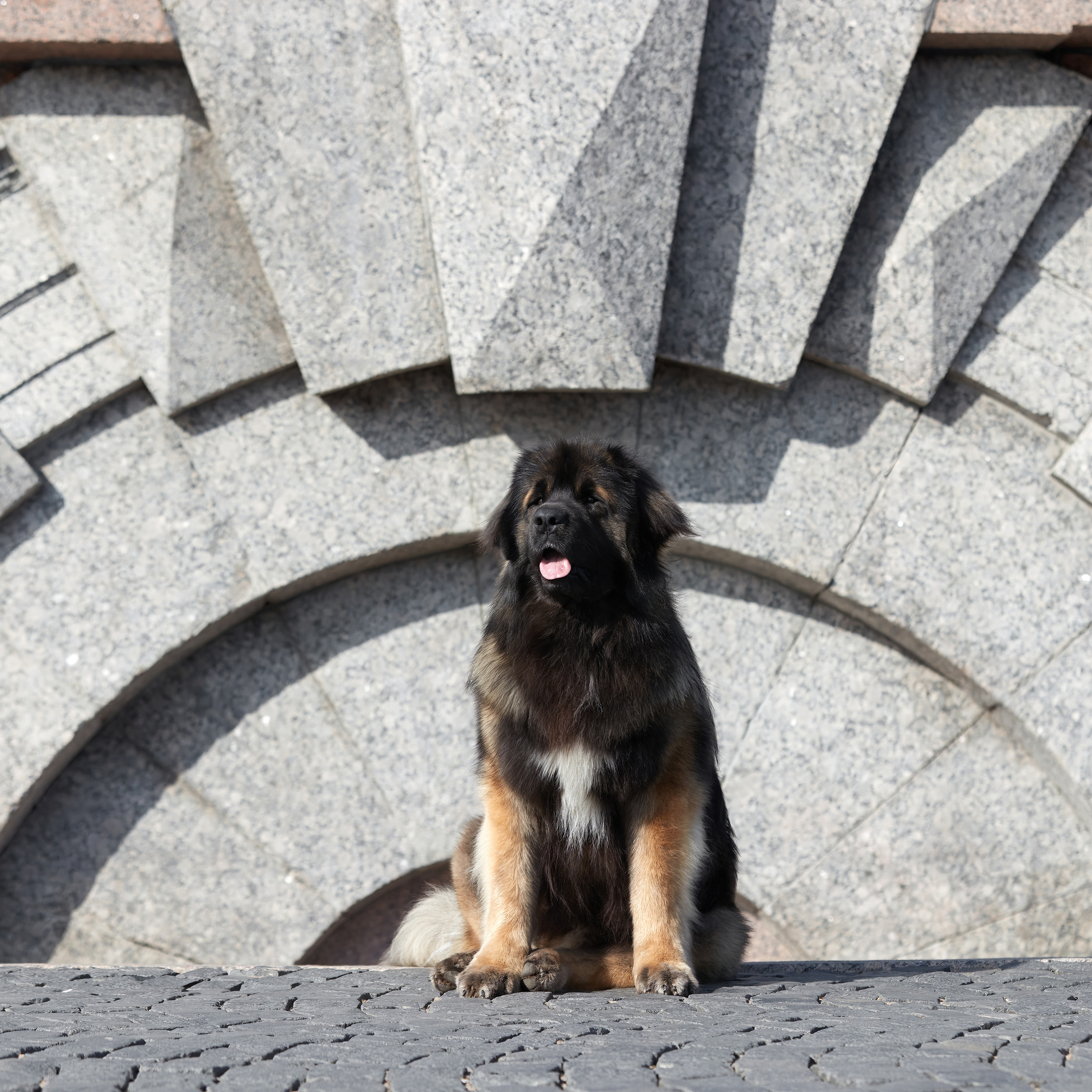 Леонбергеры в Санкт-Петербурге. ФОТОГРАФ-АНИМАЛИСТ l LANA POLYAKOVA