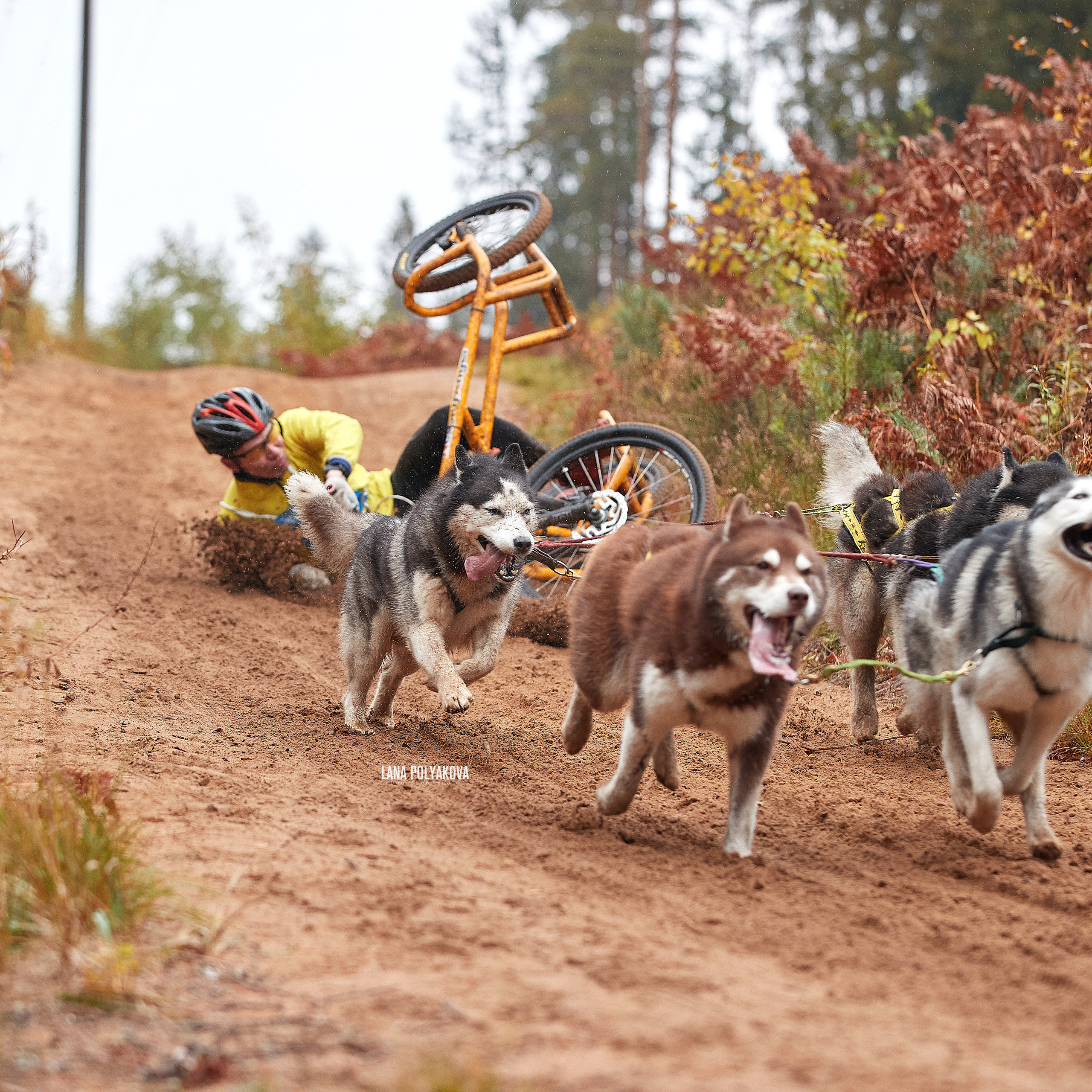 ЧЕМПИОНАТ РОССИИ РКФ 25–26 сентября 2021 г. ФОТОГРАФ-АНИМАЛИСТ l LANA POLYAKOVA