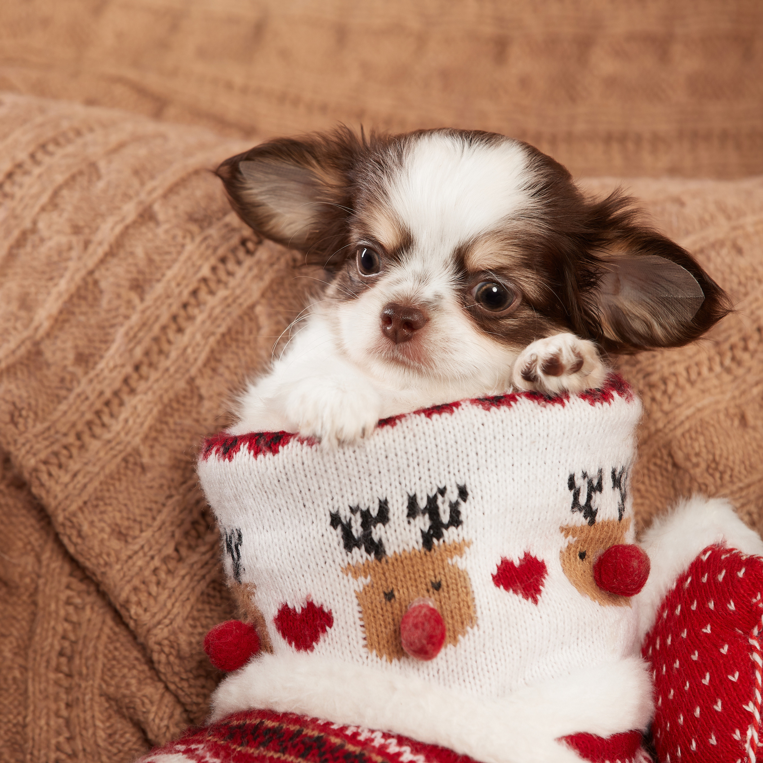 Малыши чихуахуа в новогодней студии. ФОТОГРАФ-АНИМАЛИСТ l LANA POLYAKOVA