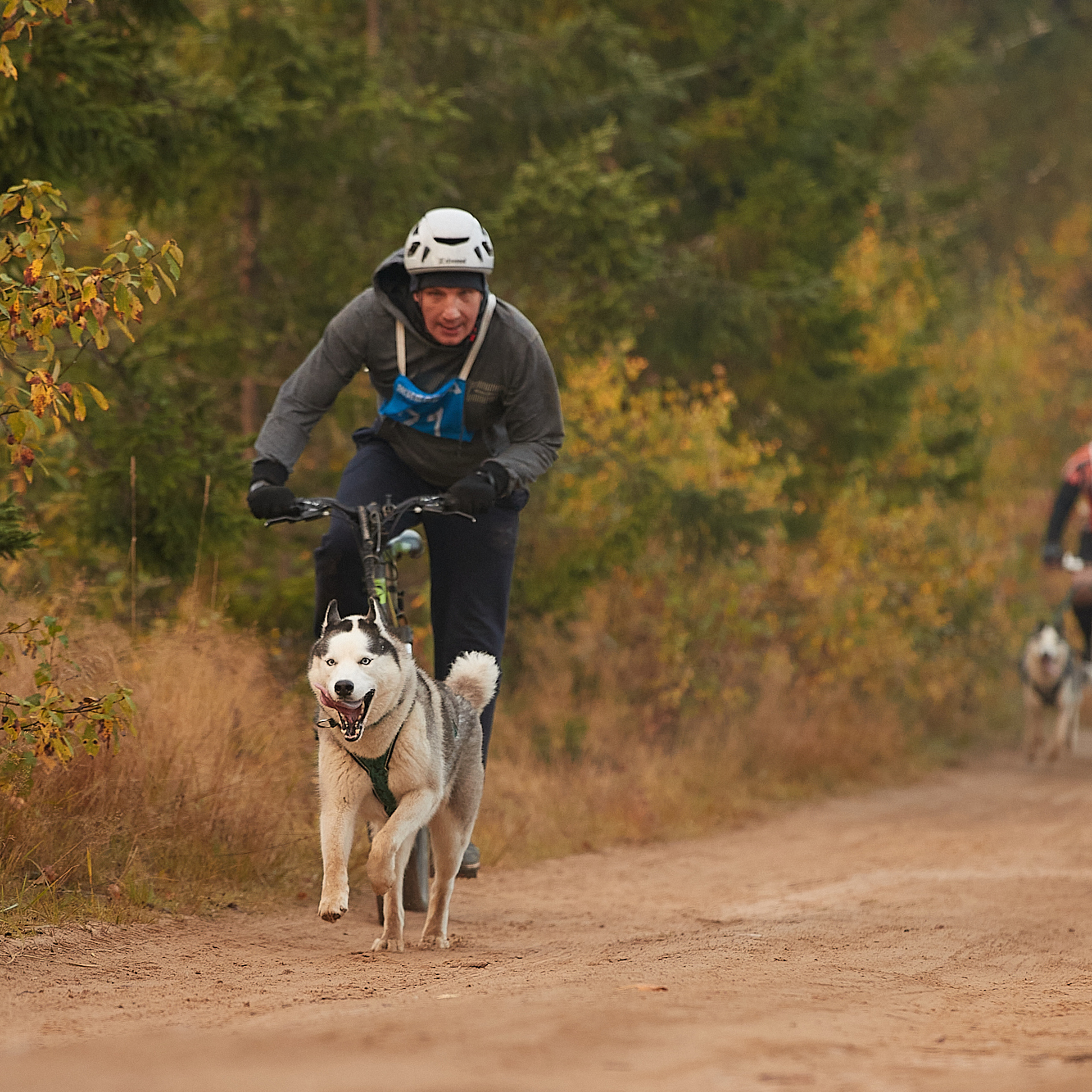 ЧЕМПИОНАТ РОССИИ РКФ 27 сентября 2020 г., 2й день. ФОТОГРАФ-АНИМАЛИСТ l LANA POLYAKOVA