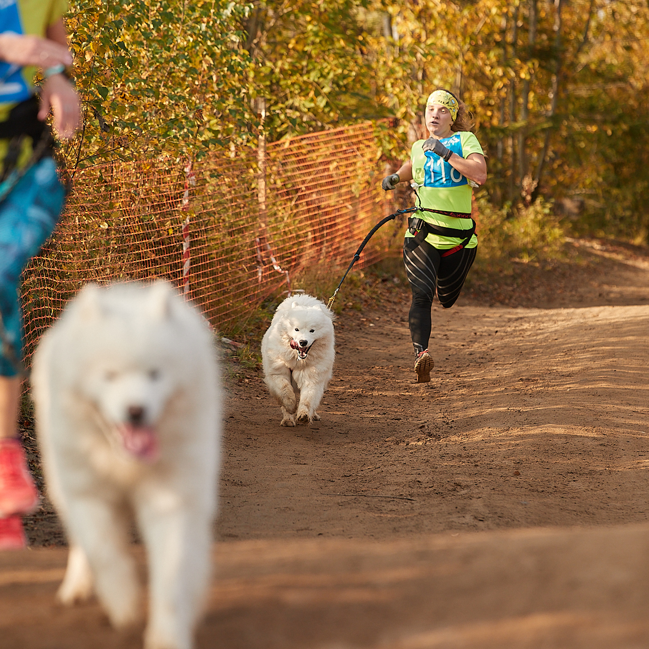 ЧЕМПИОНАТ РОССИИ РКФ 27 сентября 2020 г., 2й день. ФОТОГРАФ-АНИМАЛИСТ l LANA POLYAKOVA