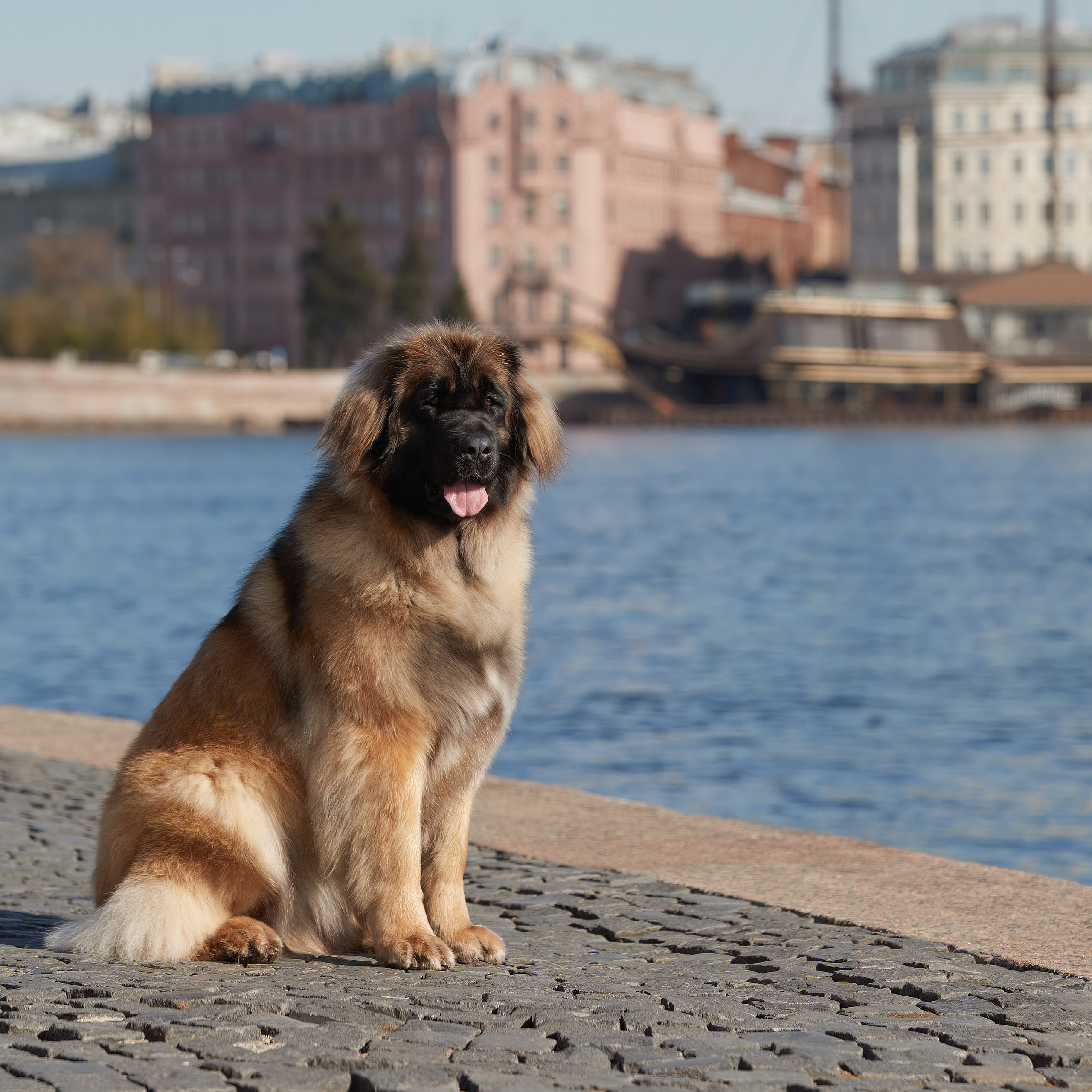 Леонбергеры в Санкт-Петербурге. ФОТОГРАФ-АНИМАЛИСТ l LANA POLYAKOVA
