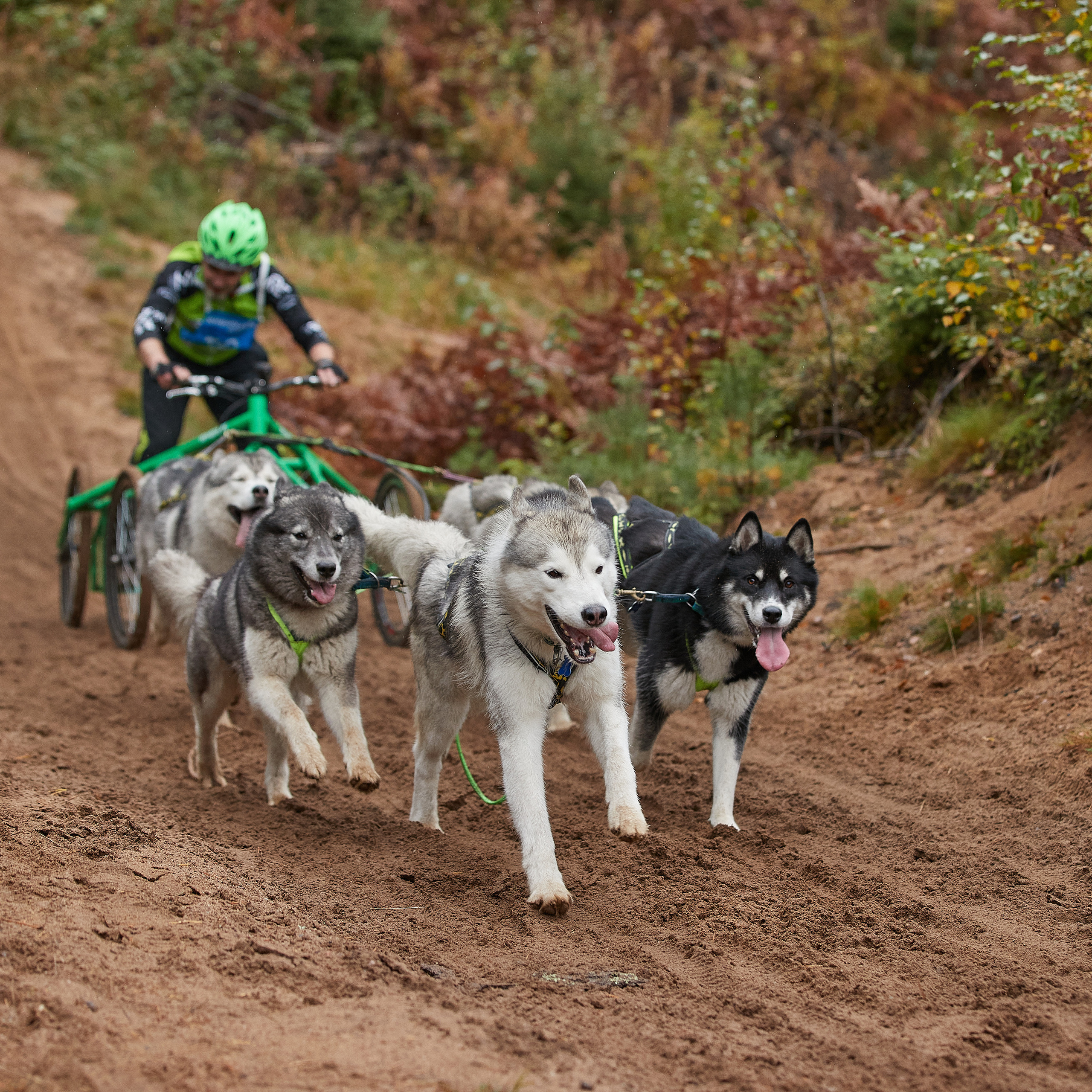 ЧЕМПИОНАТ РОССИИ РКФ 25–26 сентября 2021 г. ФОТОГРАФ-АНИМАЛИСТ l LANA POLYAKOVA
