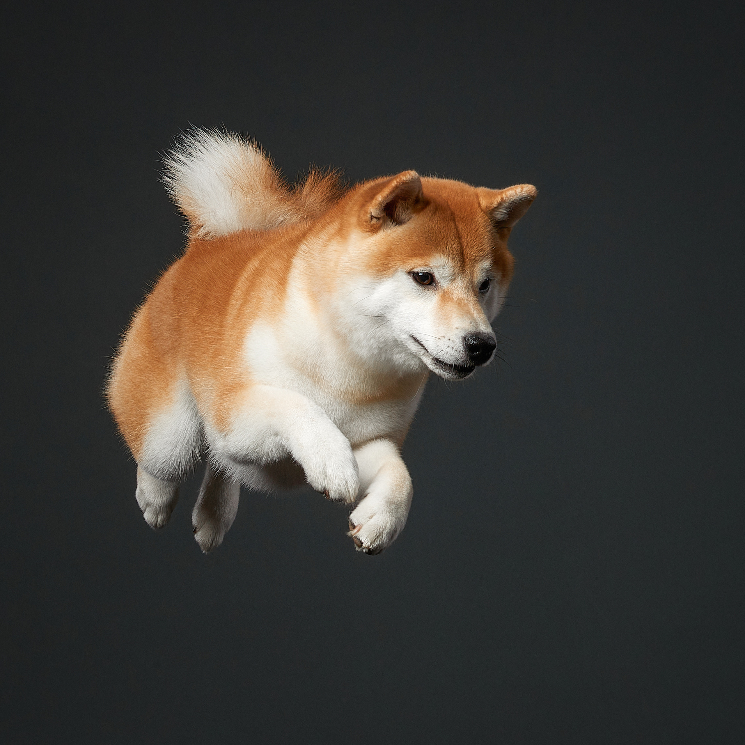 SHIOMARU WIZARD OF OZ