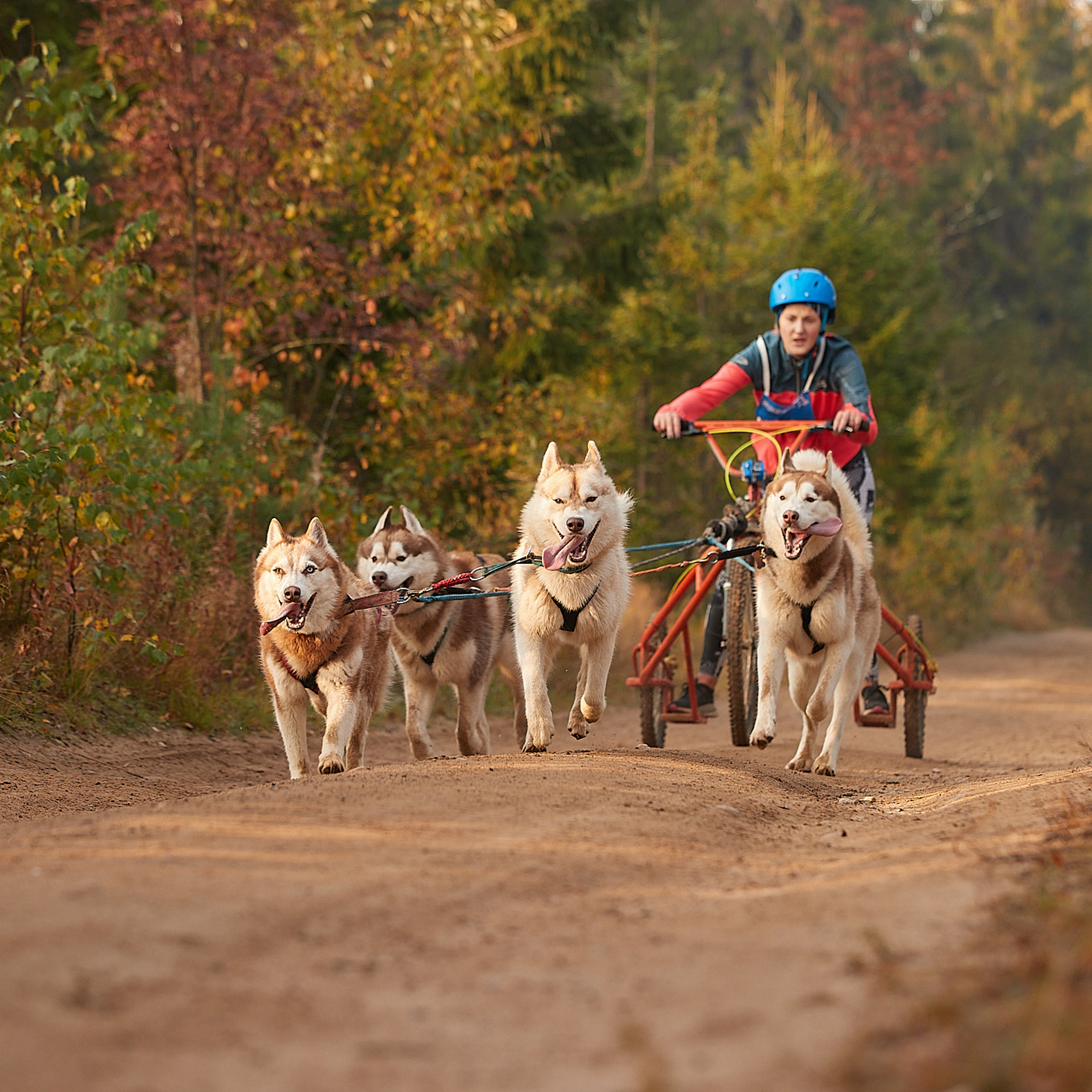 ЧЕМПИОНАТ РОССИИ РКФ 27 сентября 2020 г., 2й день. ФОТОГРАФ-АНИМАЛИСТ l LANA POLYAKOVA