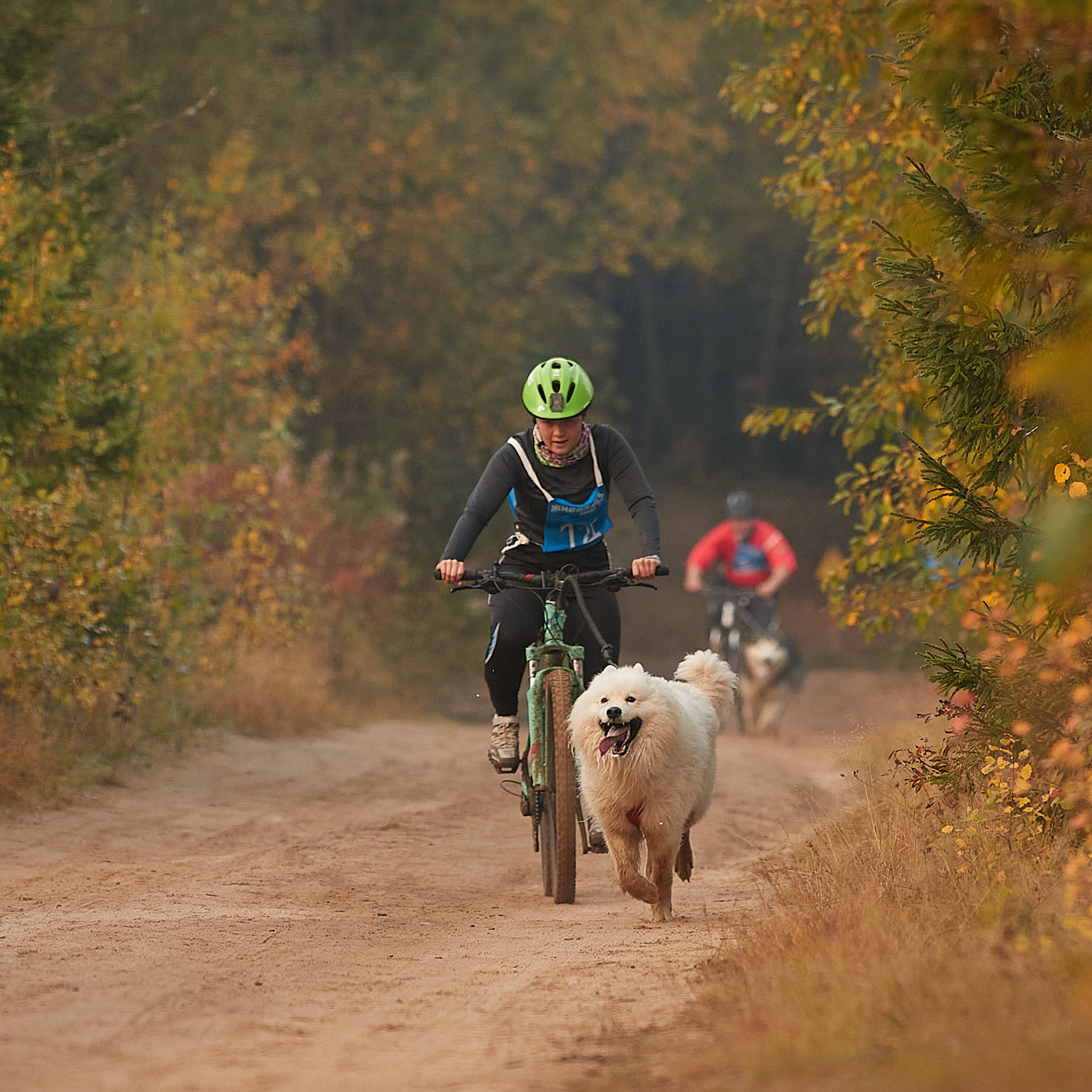 ЧЕМПИОНАТ РОССИИ РКФ 27 сентября 2020 г., 2й день. ФОТОГРАФ-АНИМАЛИСТ l LANA POLYAKOVA