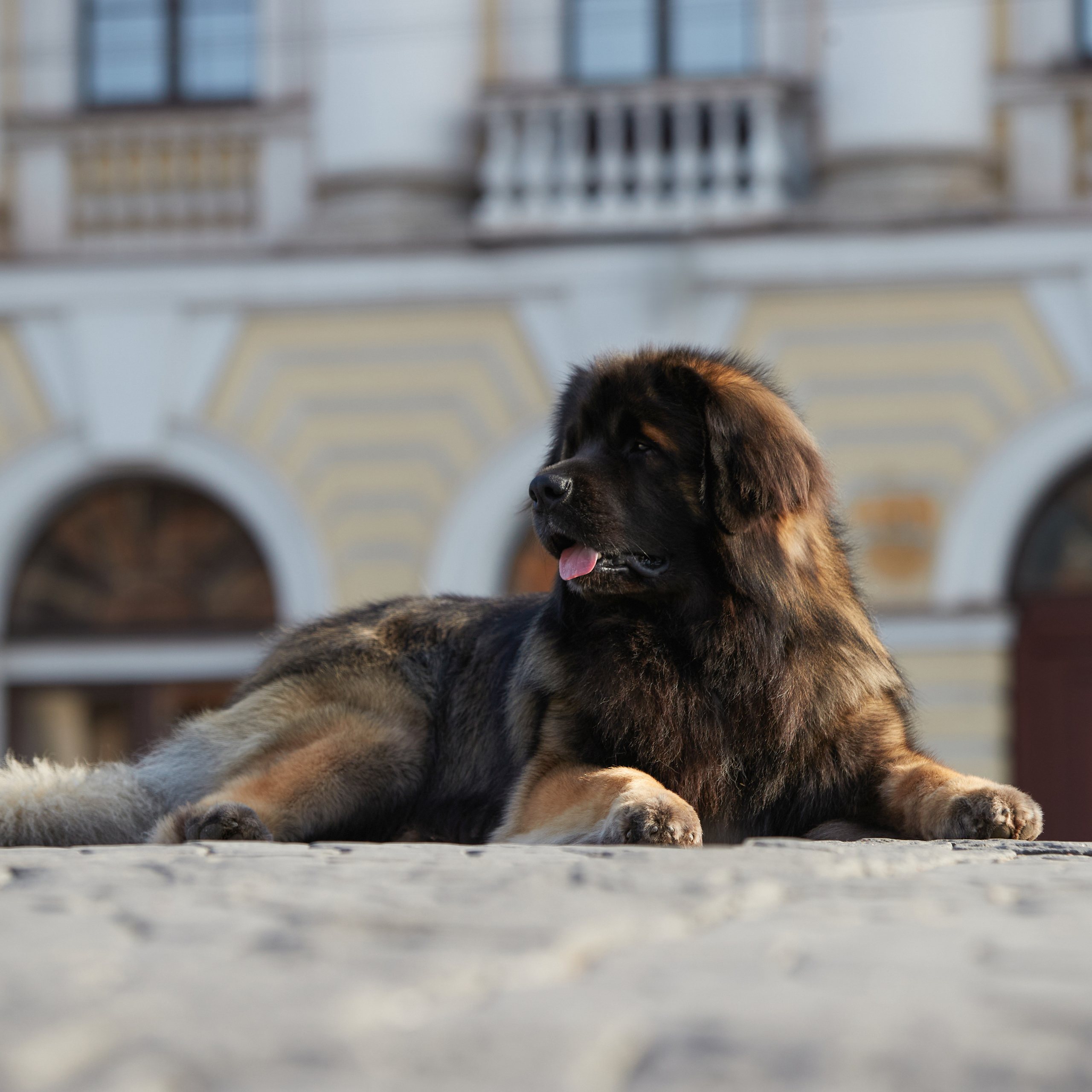 Леонбергеры в Санкт-Петербурге. ФОТОГРАФ-АНИМАЛИСТ l LANA POLYAKOVA