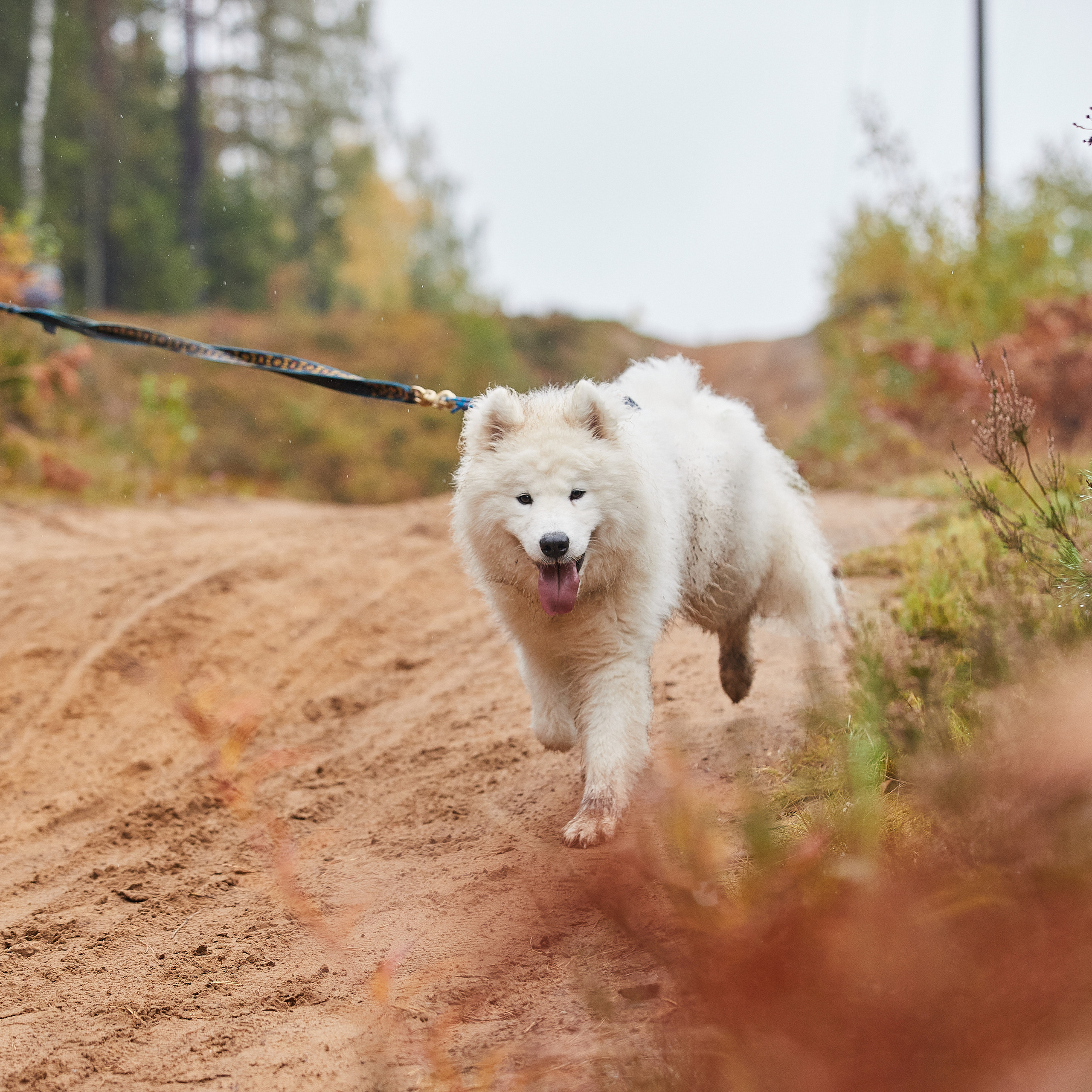 ЧЕМПИОНАТ РОССИИ РКФ 25–26 сентября 2021 г. ФОТОГРАФ-АНИМАЛИСТ l LANA POLYAKOVA