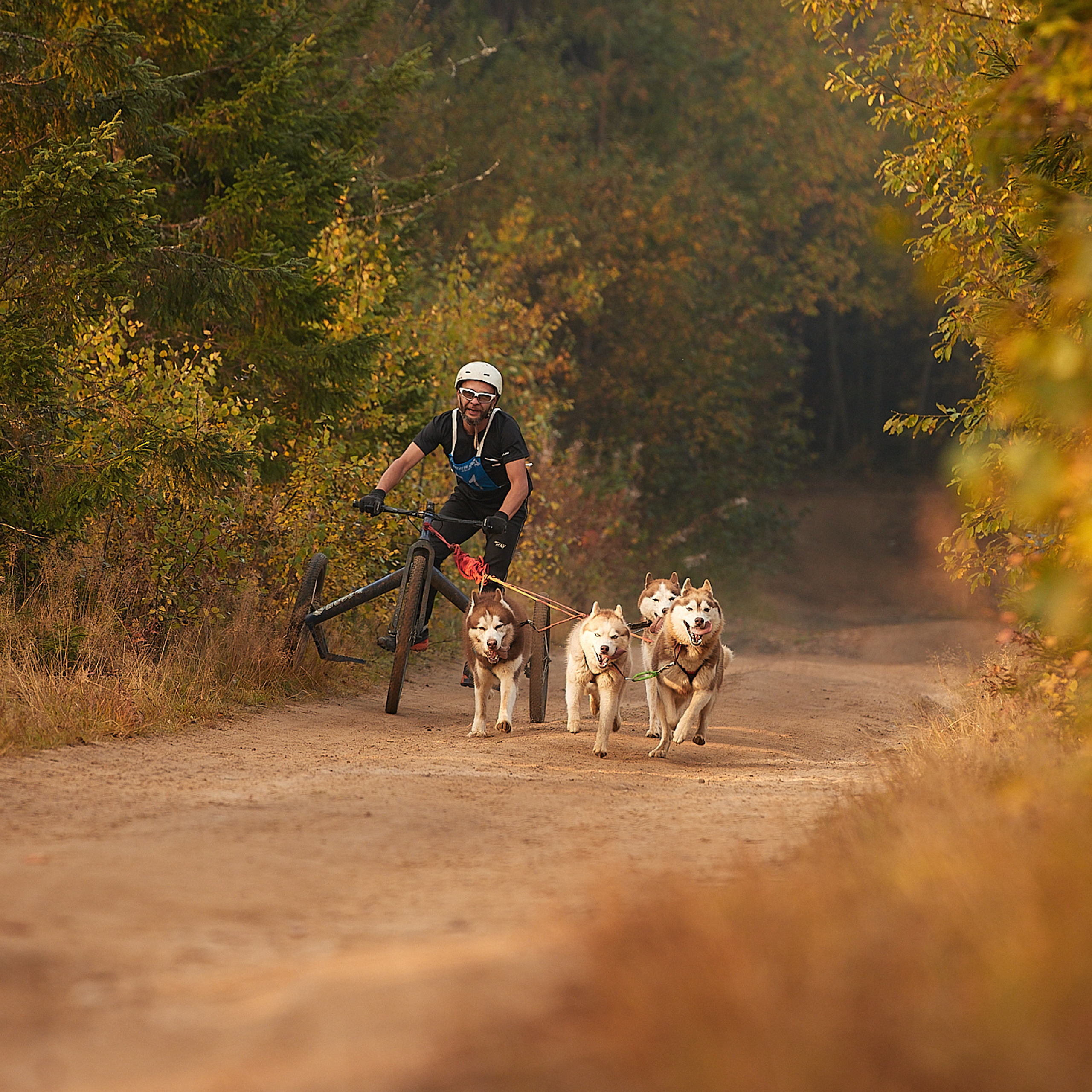 ЧЕМПИОНАТ РОССИИ РКФ 27 сентября 2020 г., 2й день. ФОТОГРАФ-АНИМАЛИСТ l LANA POLYAKOVA