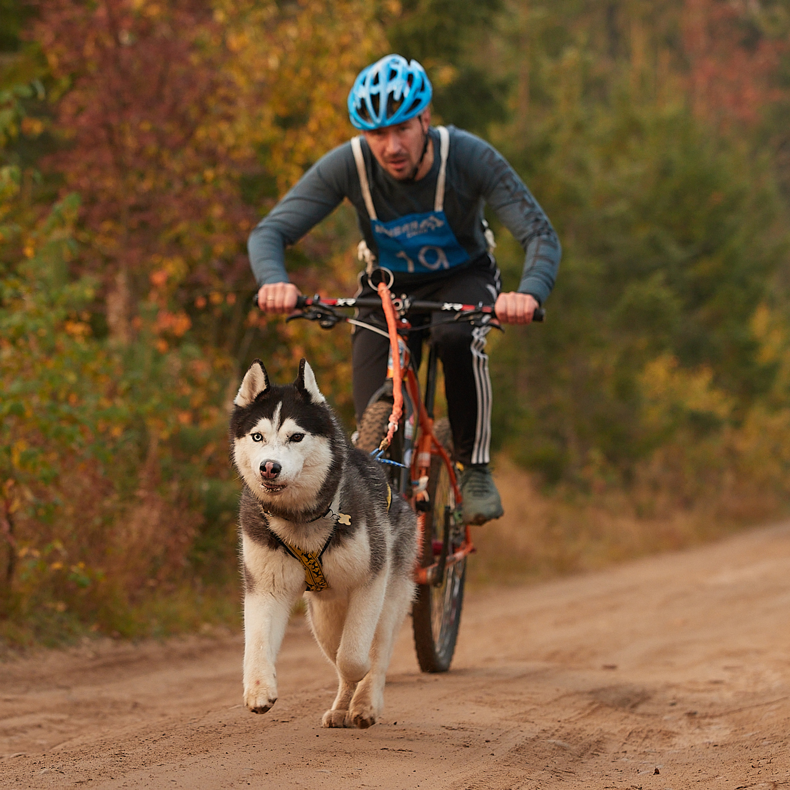 ЧЕМПИОНАТ РОССИИ РКФ 27 сентября 2020 г., 2й день. ФОТОГРАФ-АНИМАЛИСТ l LANA POLYAKOVA