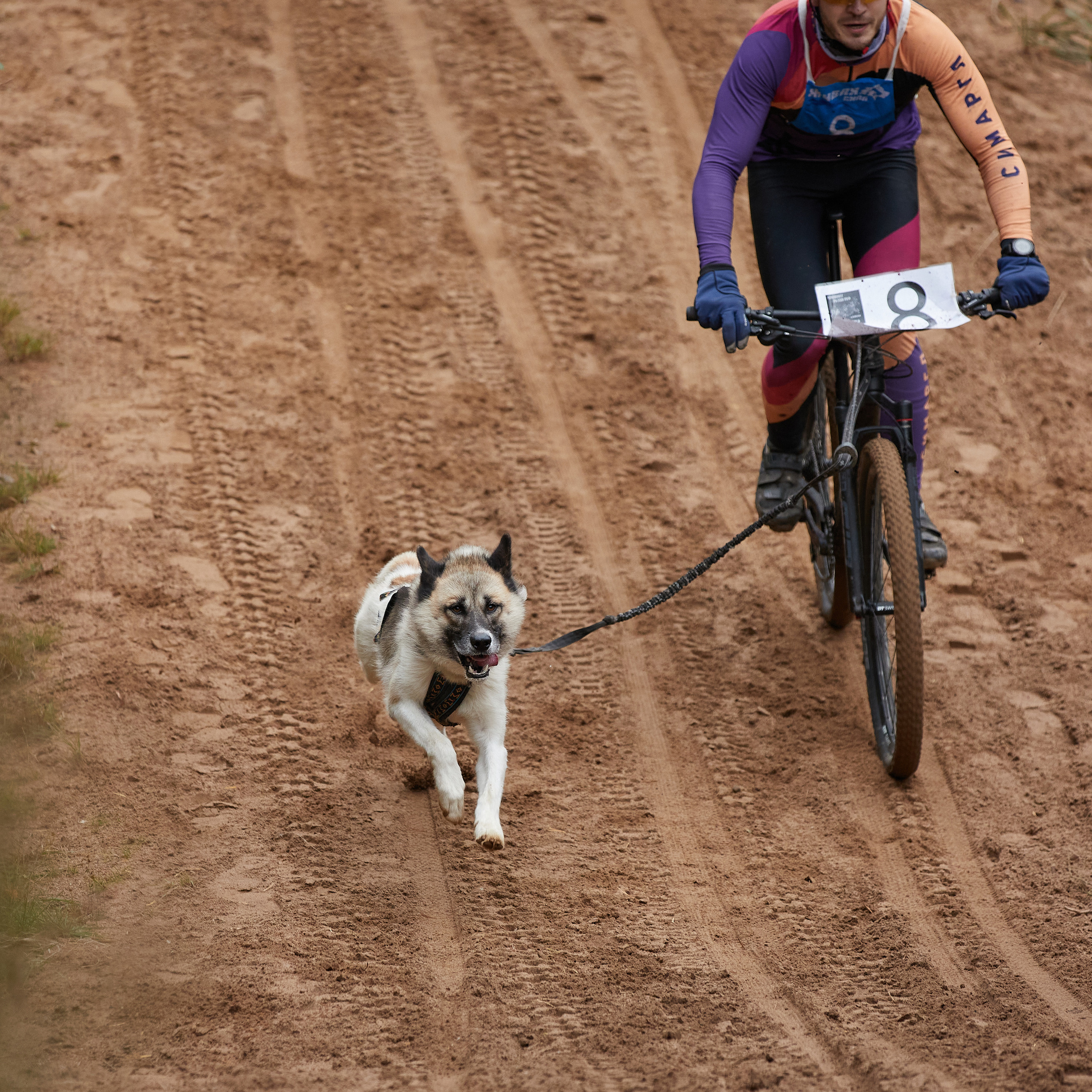 ЧЕМПИОНАТ РОССИИ РКФ 25–26 сентября 2021 г. ФОТОГРАФ-АНИМАЛИСТ l LANA POLYAKOVA