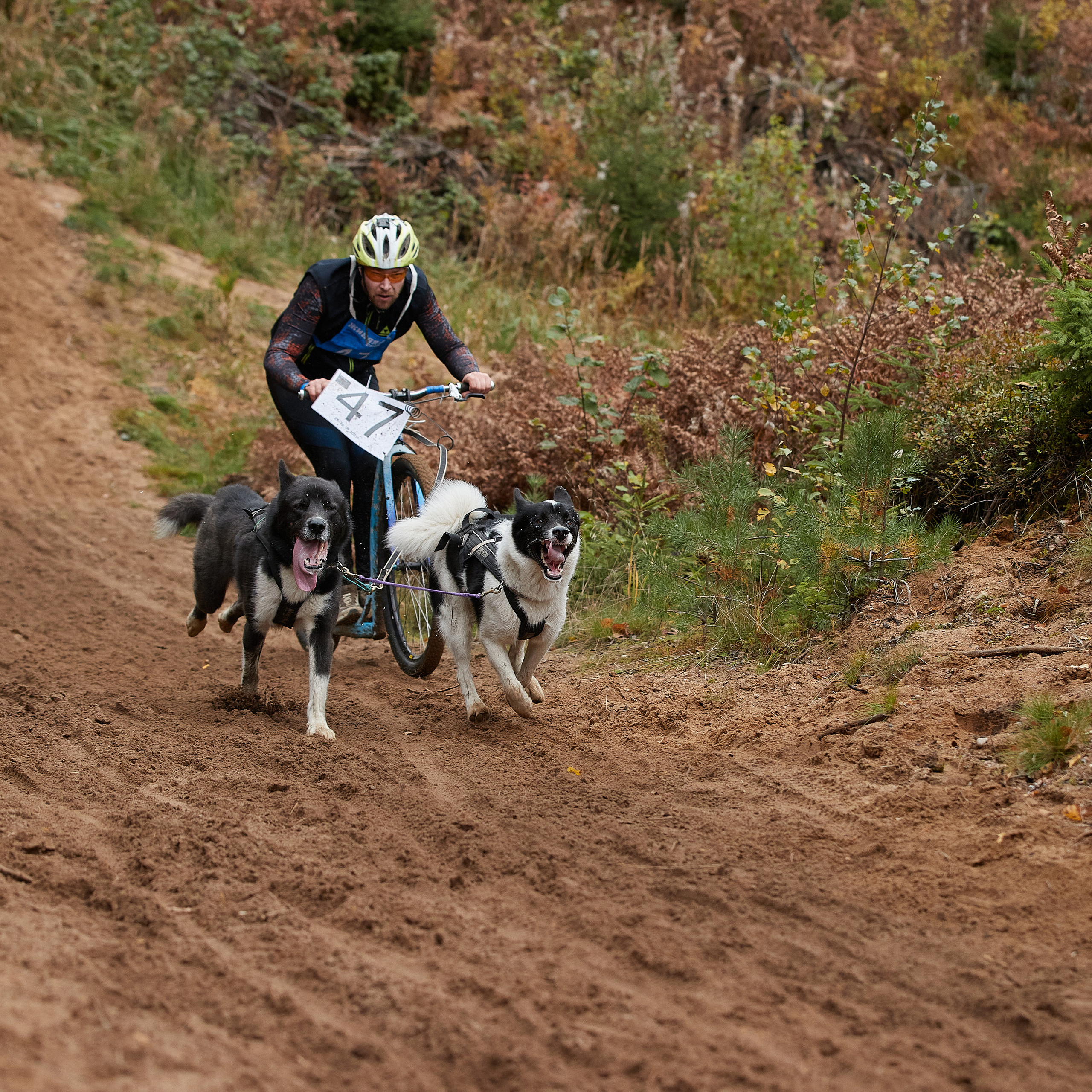 ЧЕМПИОНАТ РОССИИ РКФ 25–26 сентября 2021 г. ФОТОГРАФ-АНИМАЛИСТ l LANA POLYAKOVA