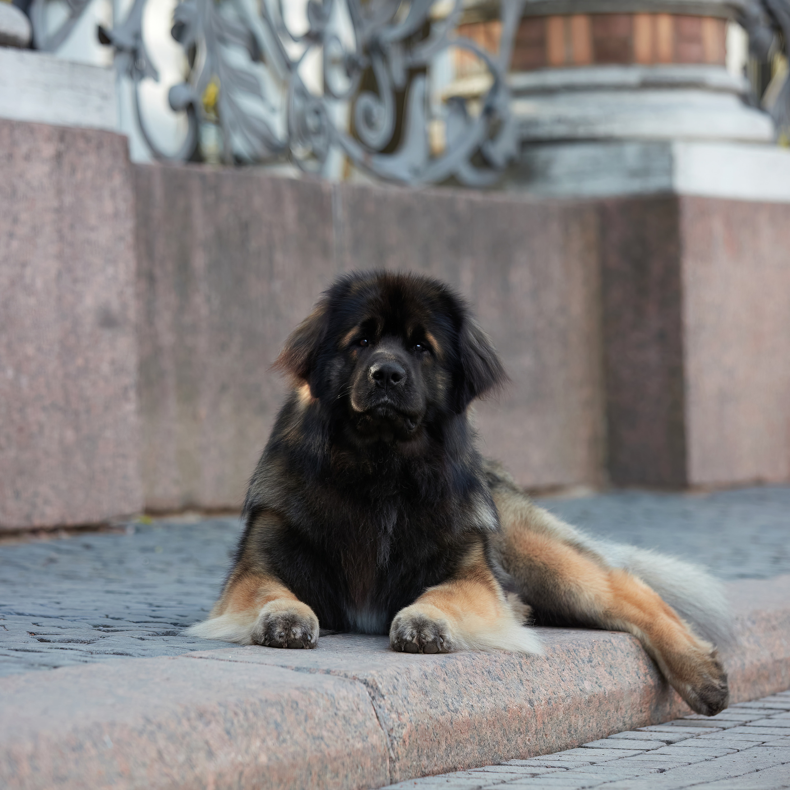 Леонбергеры в Санкт-Петербурге. ФОТОГРАФ-АНИМАЛИСТ l LANA POLYAKOVA