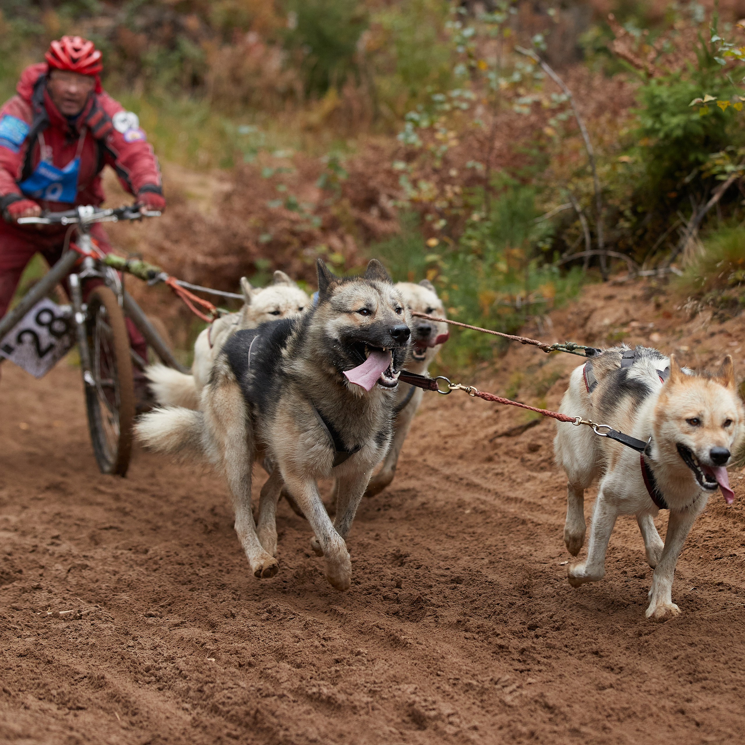 ЧЕМПИОНАТ РОССИИ РКФ 25–26 сентября 2021 г. ФОТОГРАФ-АНИМАЛИСТ l LANA POLYAKOVA