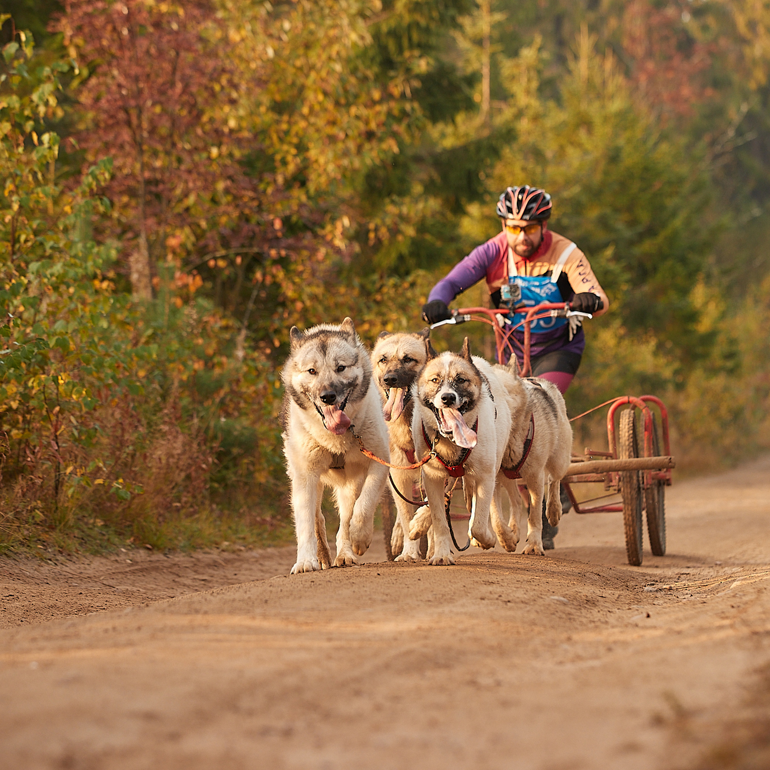 ЧЕМПИОНАТ РОССИИ РКФ 27 сентября 2020 г., 2й день. ФОТОГРАФ-АНИМАЛИСТ l LANA POLYAKOVA