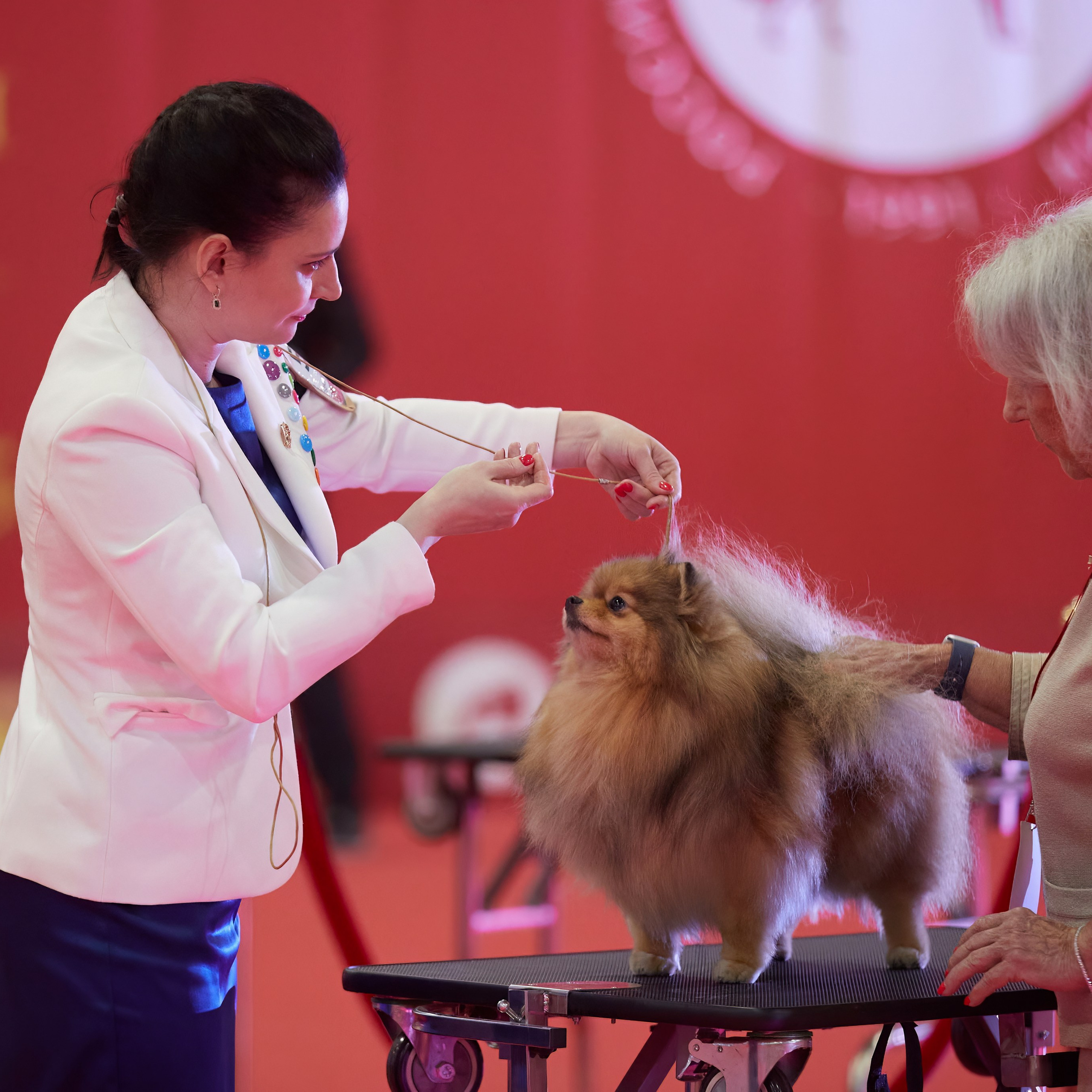 Шоу чемпионов «ЛУЧШИЕ СОБАКИ РОССИИ». ФОТОГРАФ-АНИМАЛИСТ l LANA POLYAKOVA