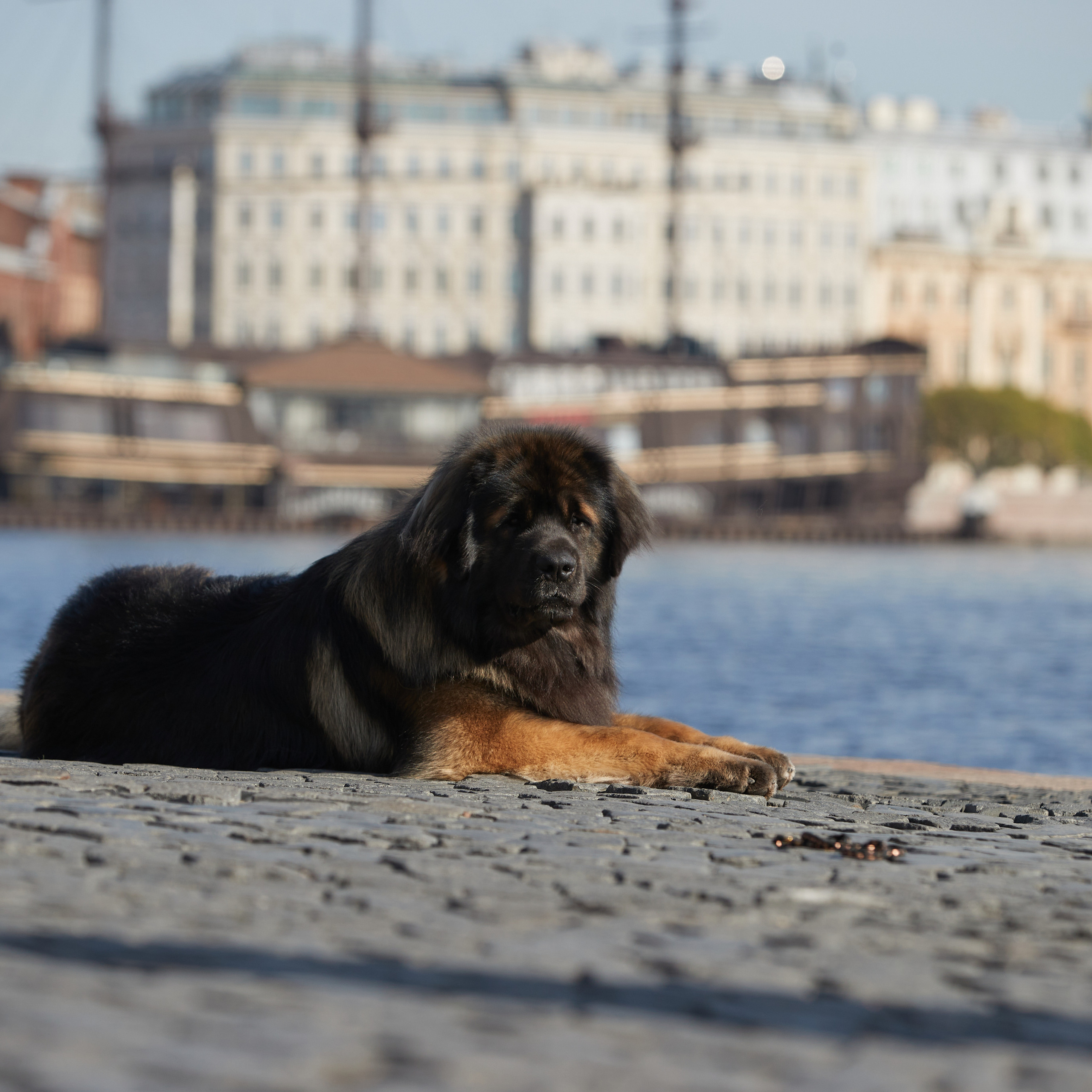 Леонбергеры в Санкт-Петербурге. ФОТОГРАФ-АНИМАЛИСТ l LANA POLYAKOVA