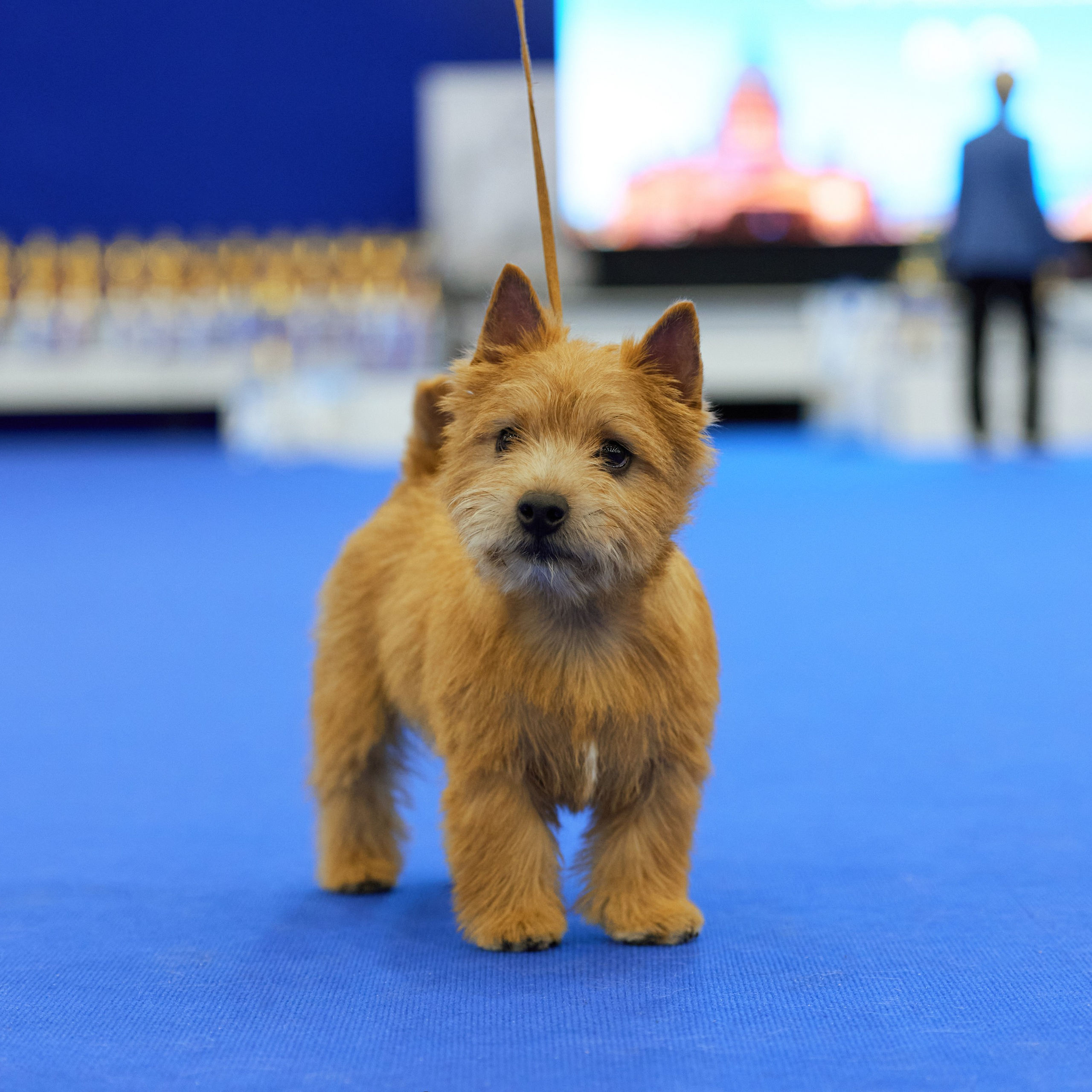 ВЫСТАВКА СОБАК С ОСОБЫМ СТАТУСОМ «НЕВСКИЙ ПОБЕДИТЕЛЬ» 12-13-14.12.2025. ФОТОГРАФ-АНИМАЛИСТ l LANA POLYAKOVA