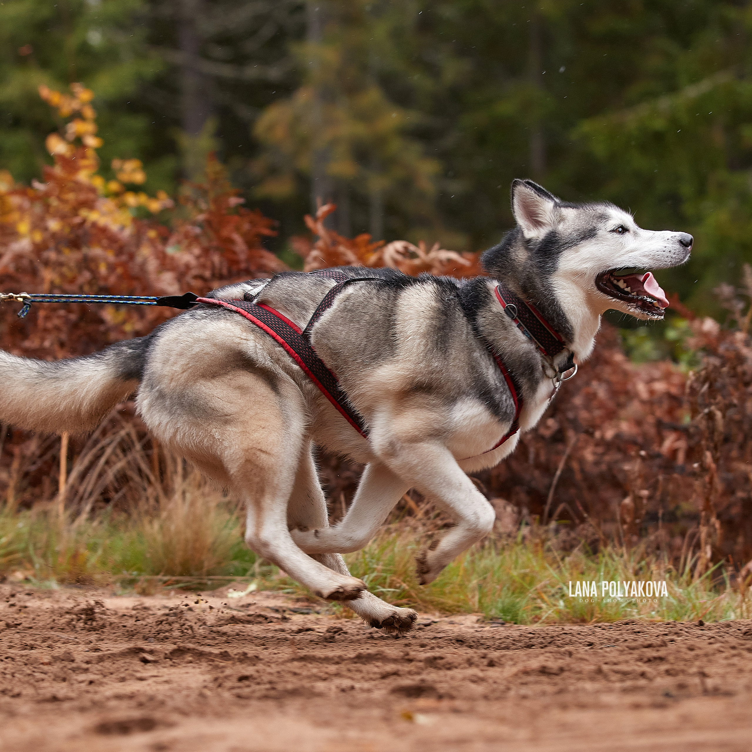 ЧЕМПИОНАТ РОССИИ РКФ 25–26 сентября 2021 г. ФОТОГРАФ-АНИМАЛИСТ l LANA POLYAKOVA